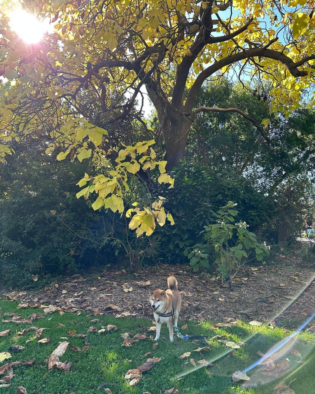 Shibainu Pontaさんのインスタグラム写真 - (Shibainu PontaInstagram)「Botanical garden 🤍🤍☀️☀️  #メルボルン #melbourne」5月14日 20時16分 - pontasyk