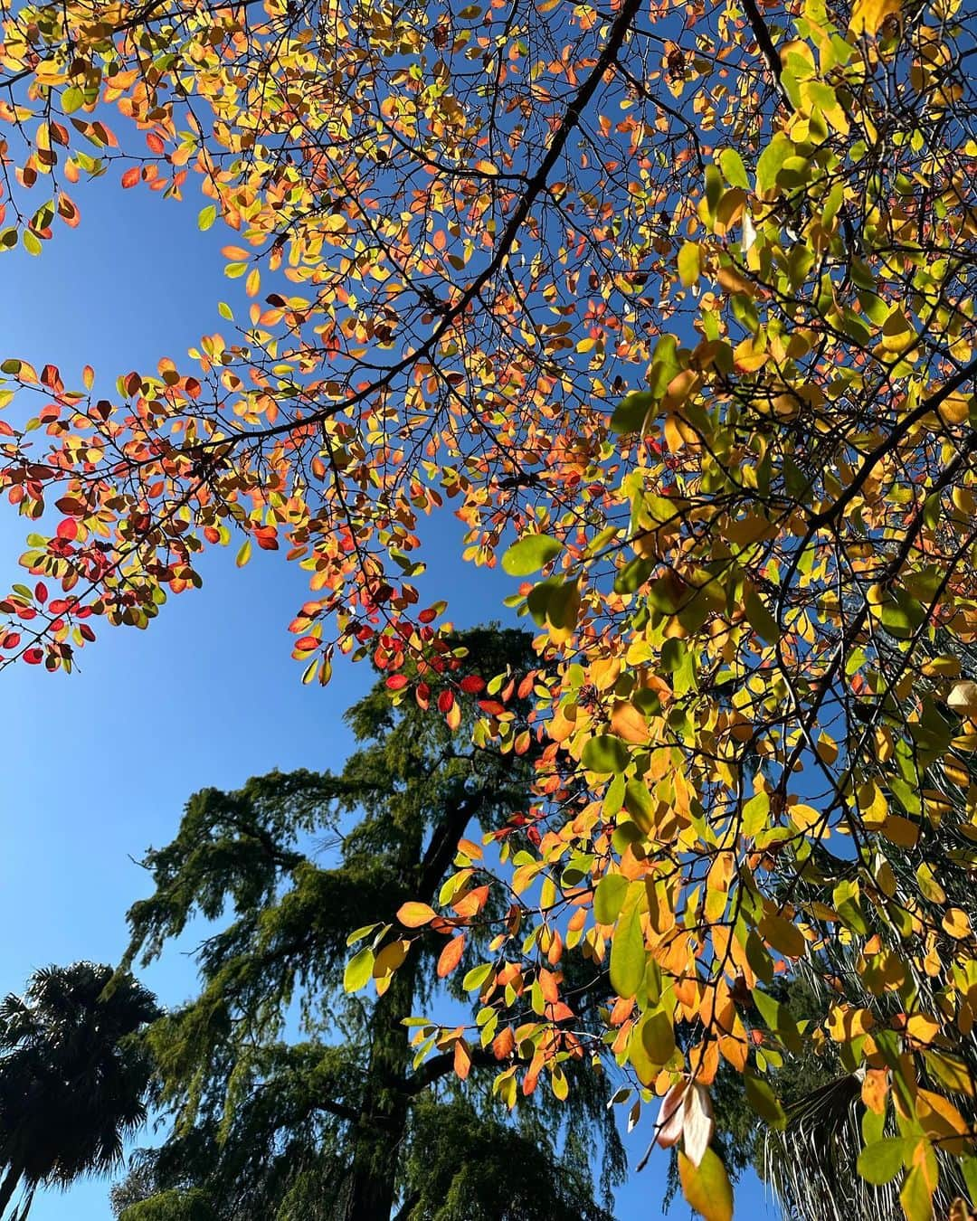 Shibainu Pontaさんのインスタグラム写真 - (Shibainu PontaInstagram)「Botanical garden 🤍🤍☀️☀️  #メルボルン #melbourne」5月14日 20時16分 - pontasyk