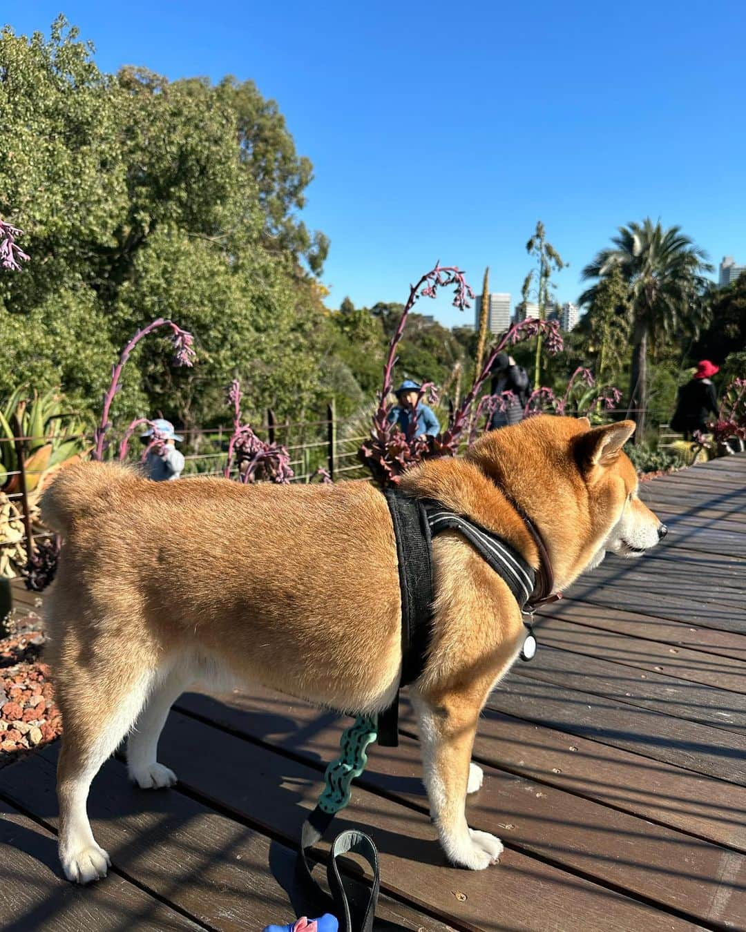 Shibainu Pontaさんのインスタグラム写真 - (Shibainu PontaInstagram)「Botanical garden 🤍🤍☀️☀️  #メルボルン #melbourne」5月14日 20時16分 - pontasyk