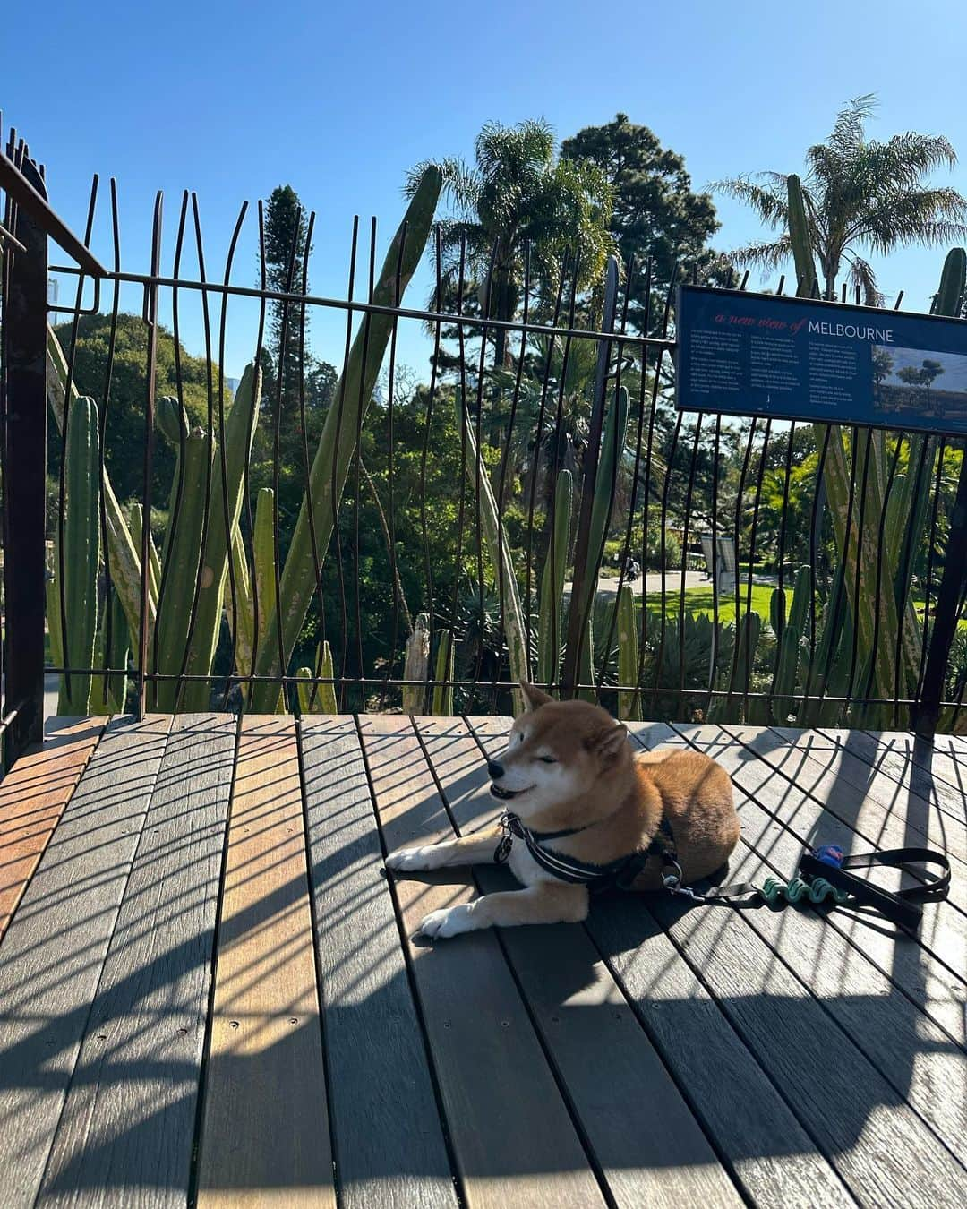 Shibainu Pontaさんのインスタグラム写真 - (Shibainu PontaInstagram)「Botanical garden 🤍🤍☀️☀️  #メルボルン #melbourne」5月14日 20時16分 - pontasyk