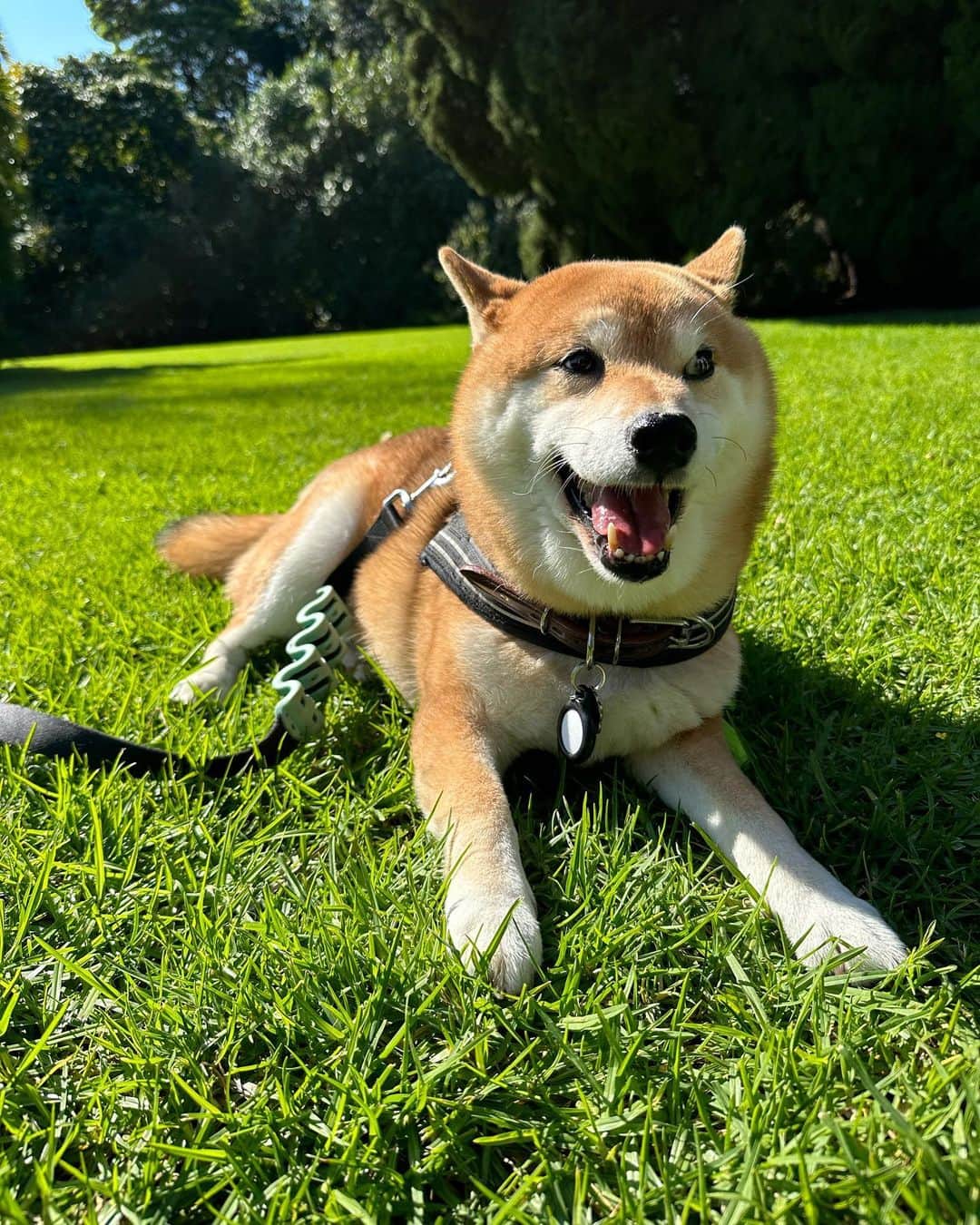Shibainu Pontaのインスタグラム：「Botanical garden 🤍🤍☀️☀️  #メルボルン #melbourne」
