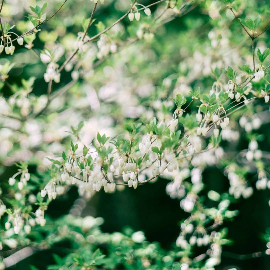 sorayuchiのインスタグラム：「・ 春の植物たちを撮りに行きたい📷  #igersjp #igersoftheday #huntgramjapan #tokyocameraclub #東京カメラ部　#japan #日本　#関西　#兵庫　#hyogo #神戸　#写真好きな人と繋がりたい　#カメラ好きな人と繋がりたい　#写真撮ってる人と繋がりたい　#instagram #instagramjapan #fujifilm #gfx50r  #富士フィルム　 #フジフィルム　#神戸森林植物園」