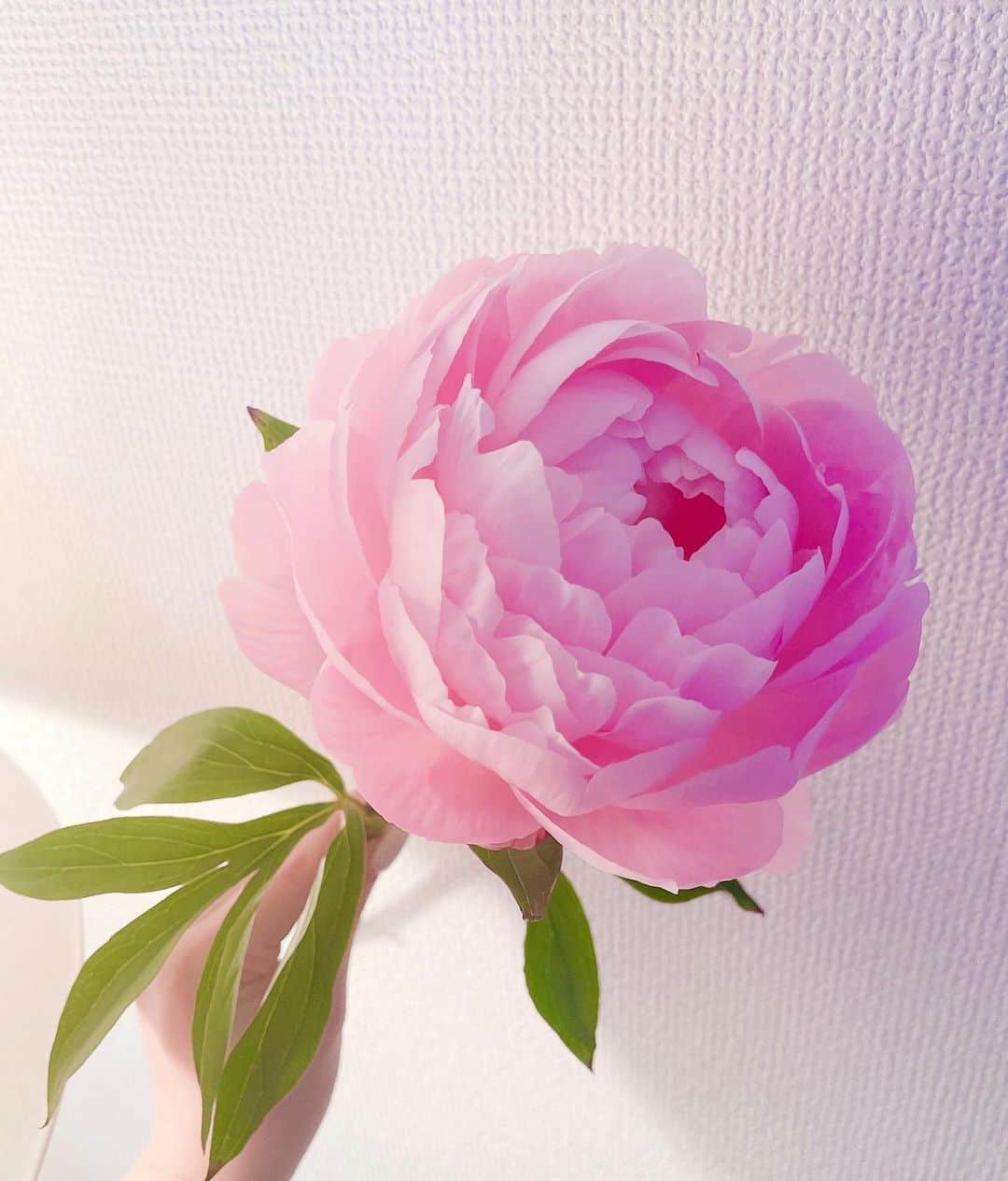 乙羽映見のインスタグラム：「.  まだ蕾で丸く閉じていた芍薬。 1日であっという間に花びらが開きました。  #芍薬」