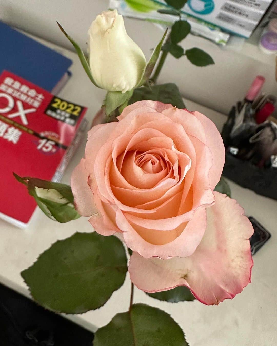 柴田淳さんのインスタグラム写真 - (柴田淳Instagram)「元花束💐だったお花が、また咲きました😊  与えた栄養のせいで葉が巨大化し、ショッキングピンクの縁取りが殆どなくなってしまいました。 他の蕾を摘んでいたら、同じ色だったのかな？  でもわかるかな？ 本当に縁の縁に、ピンクが。  化け物級に原色系のショッキングピンクで、不自然なほどに改良された薔薇を母に見せたかったのですが、フツーの薔薇に。  そして、最近のお花屋さんの花らしく、無香で頑丈です。 そしてそして、棘が一切ありません。 流石、最近の切り花品種。  でもやっぱり思う。 お花は香りを楽しむものだと。 #rose #薔薇 #ばら #切り花品種 #花のある暮らし #花  即席マイデスクの上😅 必要な日用品を全て並べて、自分の基地みたいにしています😘」5月14日 20時52分 - shibatajun_official