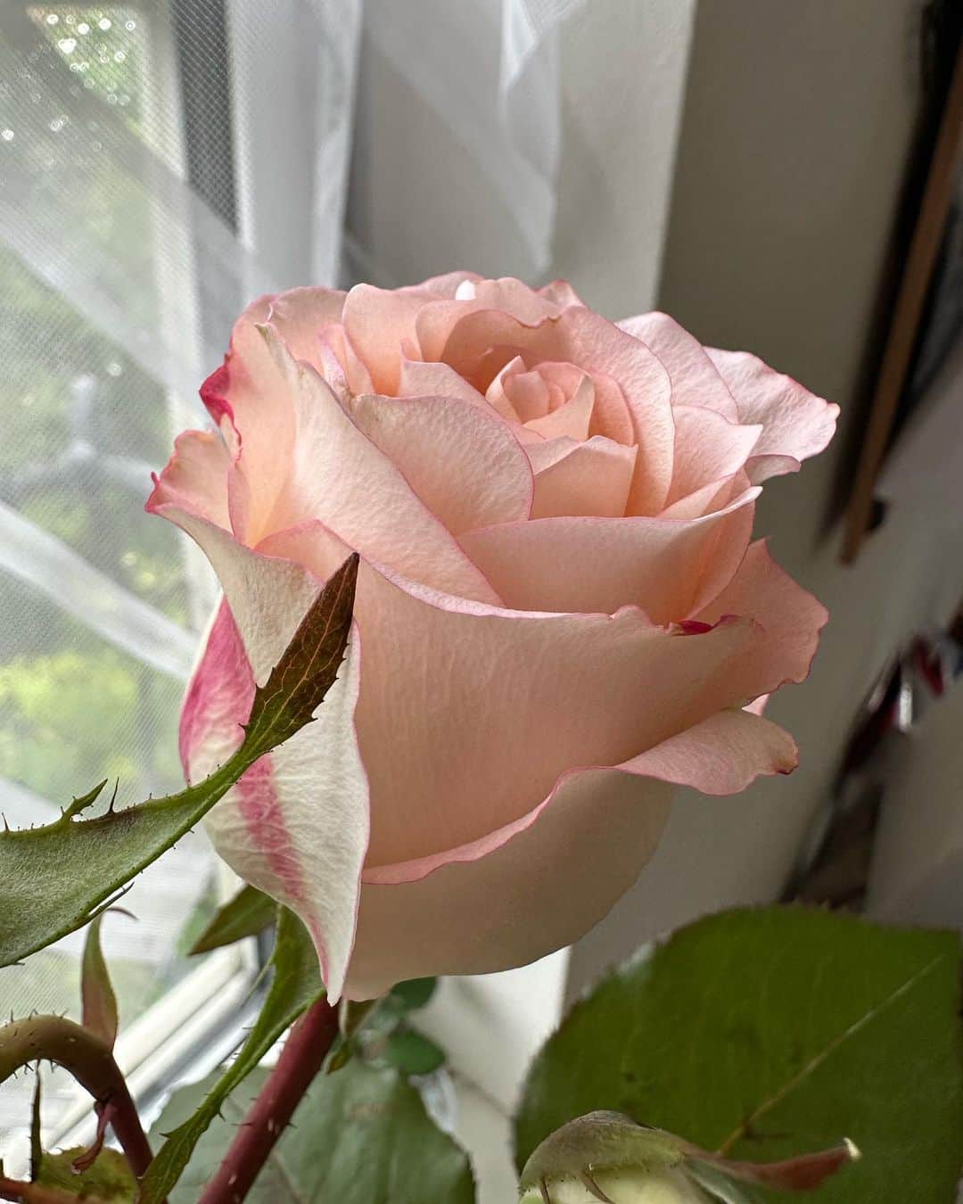 柴田淳さんのインスタグラム写真 - (柴田淳Instagram)「元花束💐だったお花が、また咲きました😊  与えた栄養のせいで葉が巨大化し、ショッキングピンクの縁取りが殆どなくなってしまいました。 他の蕾を摘んでいたら、同じ色だったのかな？  でもわかるかな？ 本当に縁の縁に、ピンクが。  化け物級に原色系のショッキングピンクで、不自然なほどに改良された薔薇を母に見せたかったのですが、フツーの薔薇に。  そして、最近のお花屋さんの花らしく、無香で頑丈です。 そしてそして、棘が一切ありません。 流石、最近の切り花品種。  でもやっぱり思う。 お花は香りを楽しむものだと。 #rose #薔薇 #ばら #切り花品種 #花のある暮らし #花  即席マイデスクの上😅 必要な日用品を全て並べて、自分の基地みたいにしています😘」5月14日 20時52分 - shibatajun_official