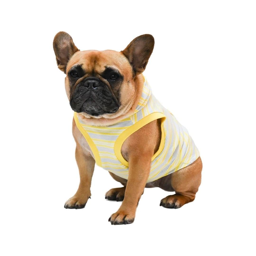 wow!-onlineのインスタグラム：「梅雨から夏にかけて！爽やかなイエローフーディー  パーカー部分の生地を黄色い生地で二重にして高級感を出しました。 男のコにはフーディー、女の子にはＳＫ付きのフーディーがあります。 薄く柔らかい生地なので、軽い仕上がりです。  #ViViVi #フレンチブルドッグの服 #犬服 #instafrenchie  #instafrenchies  #frenchiephotos  #フレブル  #ブリンドル  #ブヒ  #フレンチブルドッグ #フレブルのいる生活 #高級犬服 #ハイブランド犬服 #bulldog  #doglove  #frenchielove #frenchielife  #buhi  #lovemydog  #lovemydogs  #daily_frenchie  #frenchies1b  #프렌치불독 #フレブル好きと繋がりたい #フレプル部」