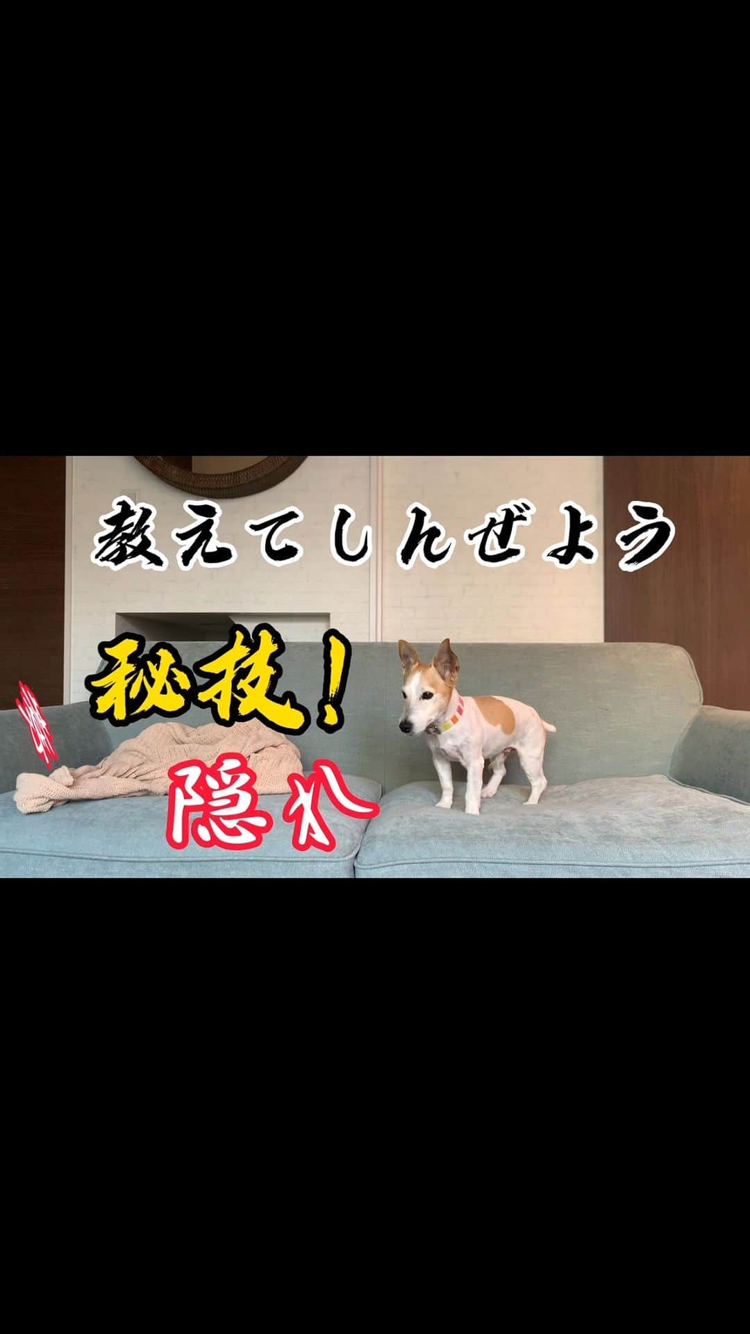 越村江莉のインスタグラム：「え？犬の投稿ばっかりやし犬gramになるの？って？  #ジャックラッセルテリア  #犬のいる暮らし #いぬバカ部 #いぬすたぐらむ #犬山城下町 #犬 #特技 #秘技」