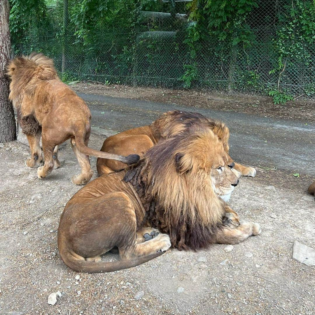 武藤乃子のインスタグラム：「🦁 群馬サファリパークへ。 ツアーに参加して、ホワイトタイガーの獣舎の見学！  子どもが小さい頃はバスツアーは控えていましたが、初めて参加してみて大正解！！ ガイドさんのお話も面白いし、ツアーでしか通れない道もあるし、新たなサファリの楽しみ方を発見できました！！  いつも兄さん時間で生活していて、週末もなかなか遊びに行けない二男とのお出かけDAYでした。  #群馬サファリパーク  #群馬  #群馬観光 #小学1年生  #ライオン #ホワイトタイガー」