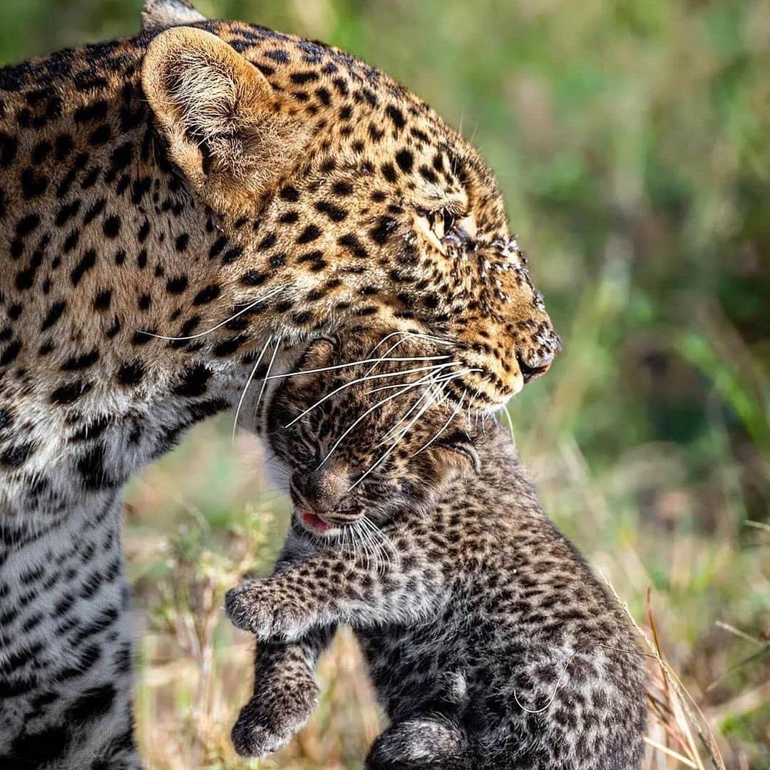 Black Jaguar-White Tiger さんのインスタグラム写真 - (Black Jaguar-White Tiger Instagram)「A Mother is a Mother is a Mother… HAPPY MOTHER’S DAY TO ALL GOOD MOTHERS AROUND THE PLANET. REGARDLESS OF THE SPECIES… Pics by @yswildlifephotography」5月14日 21時30分 - blackjaguarwhitetiger