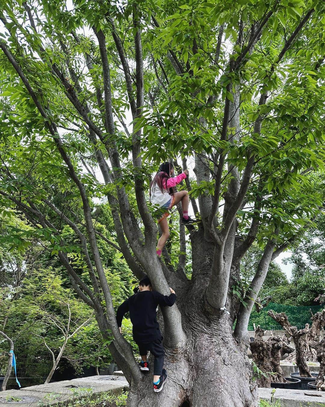 ベビちぃ。のインスタグラム：「木登りの先生 @seijun_nishihata の植物園 @from_sora #そら植物園 に行ったよ🌴 今日は特別な植物ツアーと、BBQをしました。 植物のことをたくさん教えてもらえて、木登りもさせてもらってとても楽しかったよ😆❣️」