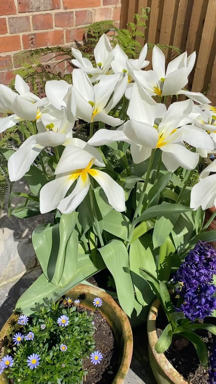 ValGarlandのインスタグラム：「The Last Of The Tulips 💐💐💐💐  #InTheGardenWithVal」