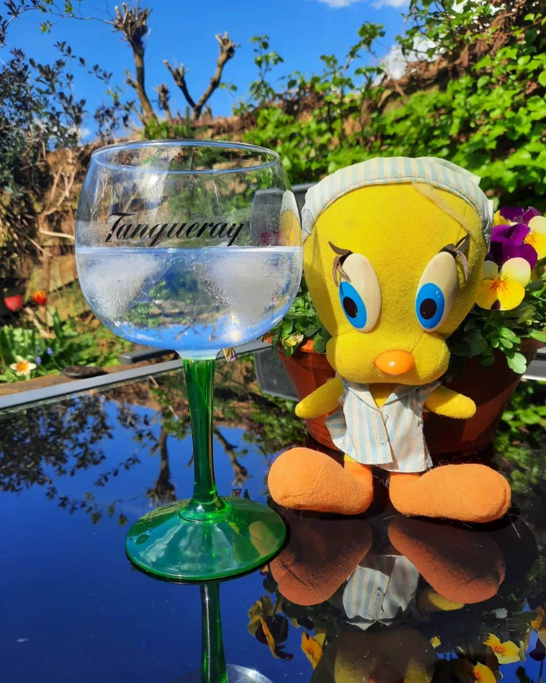 Little Yellow Birdさんのインスタグラム写真 - (Little Yellow BirdInstagram)「I had such a great time in France, but hey! Gin tonic in the garden back home is pretty nice too!! #littleyellowbird #tweety #tweetykweelapis #adventures #yellow #bird #backhome #holidaysareover #garden #may #mei #sunnyday #sunday #happyhour #gintonic #gt #stuffedanimalsofinstagram #plushiesofinstagram」5月14日 22時06分 - tweetykweelapis