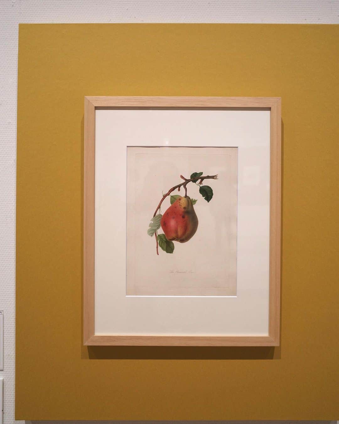 赤坂由梨さんのインスタグラム写真 - (赤坂由梨Instagram)「GW中に絶対行きたいと思っていたのは 静岡駅の目の前にある静岡市美術館にて 開催されている「おいしいボタニカルアート」展🌿  英国キュー王立植物園が所蔵する、 野菜、果物、ハーブスパイスに至るまでの 食べられる植物の絵(ボタニカル・アート)が たくさん展示されていました🍎🍓  イギリスの食文化も関連付けて紹介されており、 テーブルセッティングも綺麗に展示されているので、 食器やカトラリーがお好きな方も楽しめそうです😌🫖  普段から花柄やボタニカル柄に目がないので 初めてポストカードを全種類買いたくなるくらい、 どタイプの展示でした🥲♡  6月4日まで📝  #静岡市美術館 #しずび #shizubi #おいしいボタニカルアート展 #ボタニカルアート #art #botanical  #museum #美術館巡り #美術館 #미술관 #예술」5月14日 22時10分 - __fuyuri