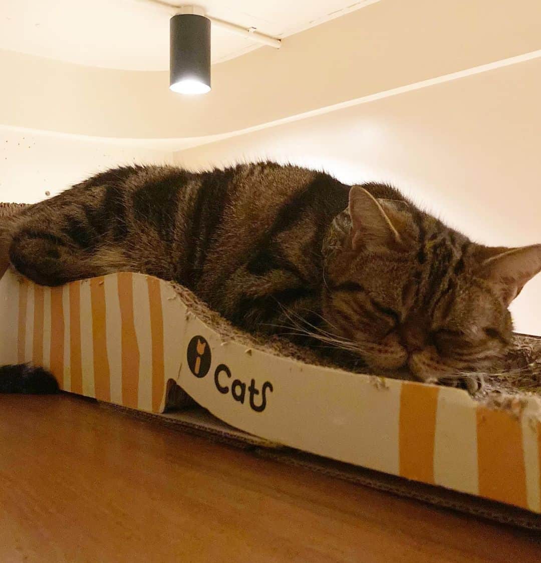 chai0219のインスタグラム：「最近この体勢でよく寝るchaiさん。 頭低くて寝にくないん？ とか言いながら撮ってたら…  ほっといてや〜 って感じの顔された🤣  #americanshorthair #kitty #kitten #cat #cats #catstagram #neco #アメリカンショートヘア #ねこ #猫 #ネコ #にゃんこ #ニャンコ #猫部 #猫もふ #ねこのきもち #ねこのいる生活 #ねこのいる暮らし」