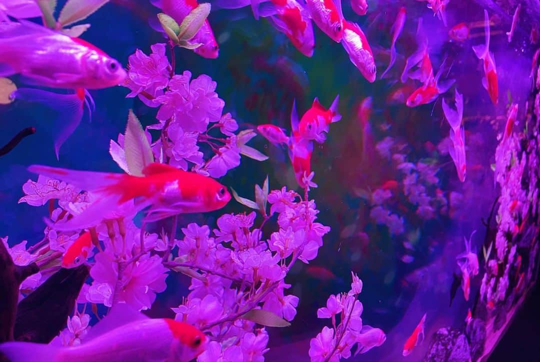 瑞原明奈さんのインスタグラム写真 - (瑞原明奈Instagram)「#グランピング な週末でした。 と、  #金魚」5月14日 22時25分 - akinamz