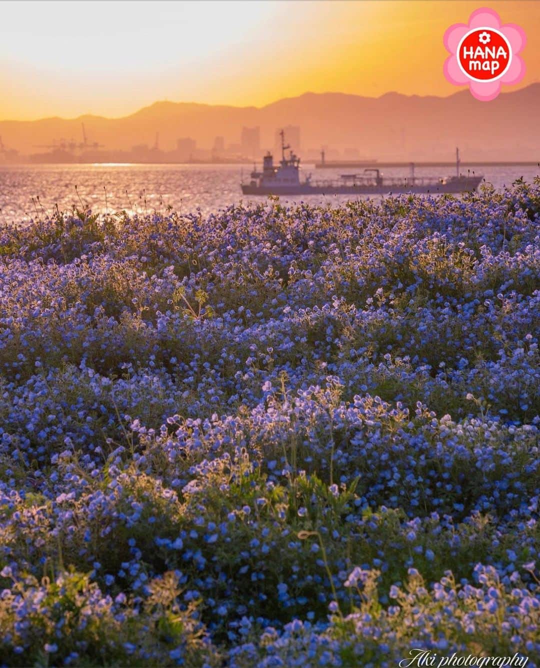 はなまっぷ❁日本の花風景のインスタグラム：「🌸はなまっぷ🌸 *  @a.k.i__camera さんの 花のある風景に花まるを💮 * 海に沈む夕日が綺麗な絶景のネモフィラ畑をありがとうございます😊🌸 * #大阪　#大阪まいしまシーサイドパーク Maishima seaside park, Osaka. * 🌼ネモフィラの花言葉📝🌼 どこでも成功 * ※見頃が過ぎている花、終わっている花もご紹介させていただいています。 * 🌸•••🌸•••🌸•••🌸•••🌸•••🌸 * いつも素敵なお花をありがとうございます😊 #はなまっぷ #日本の美しい花風景#花のある風景#花#花言葉#花畑#春#ネモフィラ#夕日#ネモフィラ畑 * 🌸••••••お知らせ••••••🌸 * 花風景検索サイト　はなまっぷ https://hanamap.com 🔍「はなまっぷ」または @hanamap プロフィール欄から ぜひご覧ください * 📖🌸📖🌸📖🌸📖🌸📖 四季の花々を訪ねていきたい にっぽんの花地図 好評発売中📘 📖🌸📖🌸📖🌸📖🌸📖」