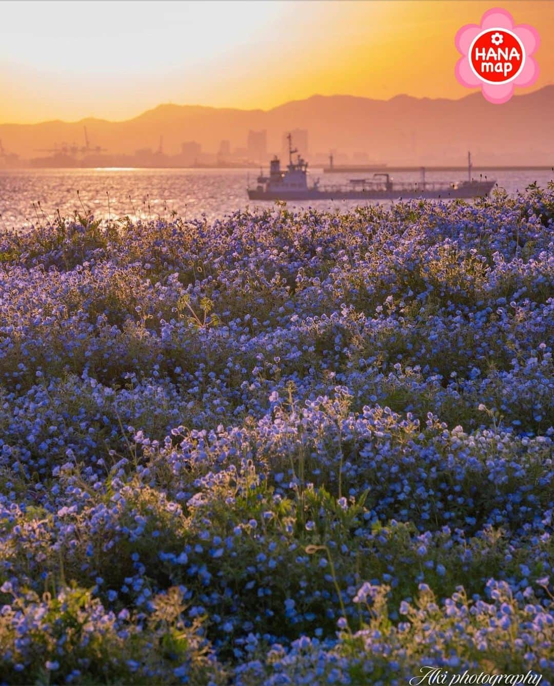 はなまっぷ❁日本の花風景のインスタグラム