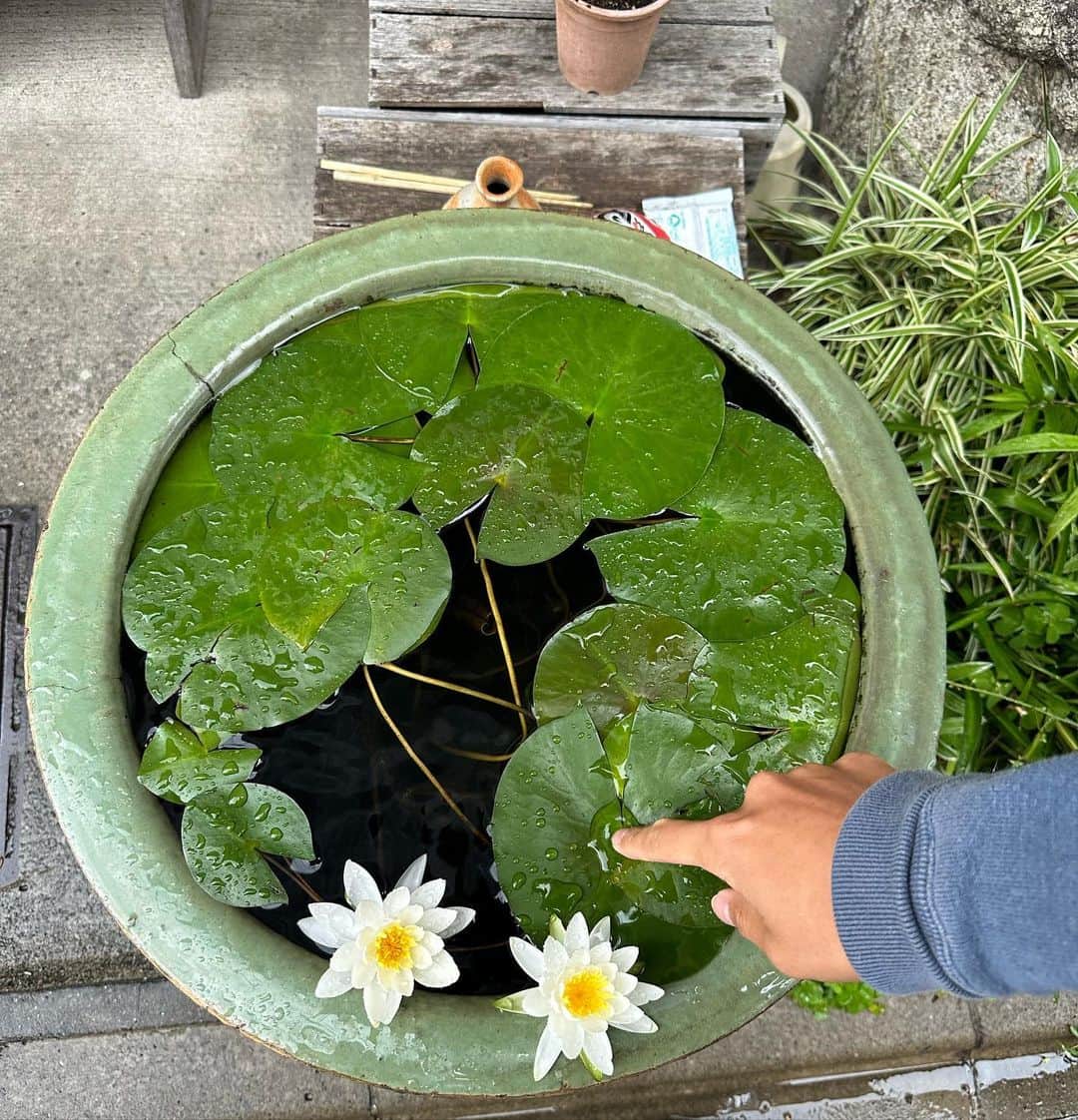 Mayuriのインスタグラム：「🌳」