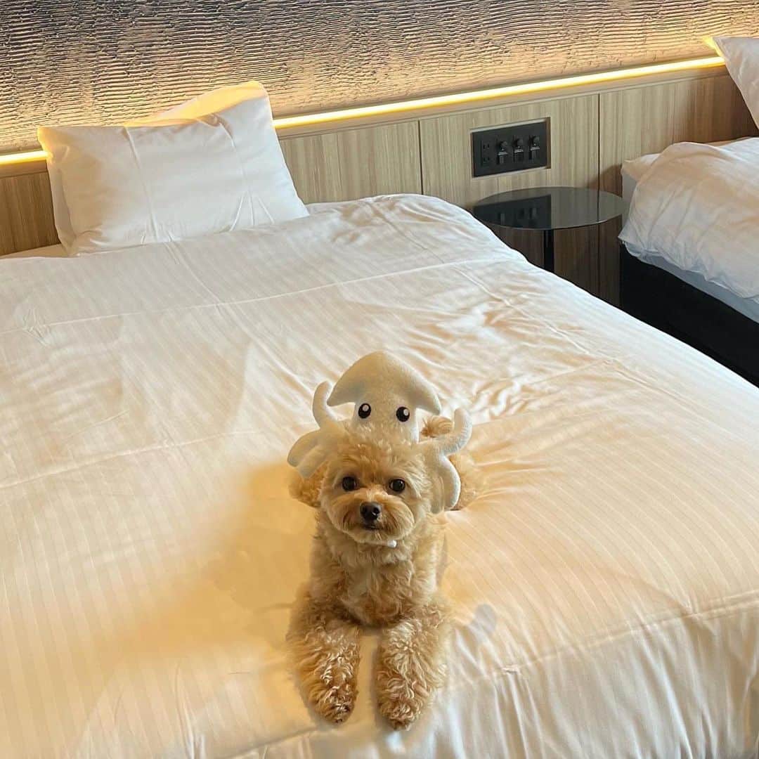 横山紗弓さんのインスタグラム写真 - (横山紗弓Instagram)「呼子旅行で利用した わんこと泊まれる旅館が最高でした🐾 PR @onoueryokan.yobuko   まずお部屋がリニューアルしたて✨ 綺麗で過ごしやすかったです。  愛犬との旅行には欠かせないドッグランは 屋外はもちろん、雨でも安心な室内も！ ラテも嬉しそうに走り回っていました🐕🎶  たくさん遊んだ後は、本格グルーミングルームへ。 トリマーさんの気分を味わて、愛犬もふわふわに🫧  お風呂は、お部屋にと大浴場もありました！ お部屋のお風呂はガラスドアだったので ラテも安心だったのか吠えずにスヤァ💤  そして何より！ ご飯の時間も愛犬と一緒に過ごせるのが嬉しかった〜🍻 お料理も美味しく大満足です🦑  ずっと共に行動できるので 寂しい思いをさせることもなく いろんな表情を見ることができました♡ 癒された😮‍💨  犬OKのおでかけmapもいただけて 次の日まで大満喫🐶🤍 また素敵な思い出が増えました＾＾ #唐津旅館 #呼子旅館 #ペットと泊まれる宿  #唐津ホテル #尾ノ上Ｒｙｏｋａｎ #佐賀旅館  #佐賀旅行 #呼子イカ #トリドリベース」5月14日 22時58分 - 1129sym