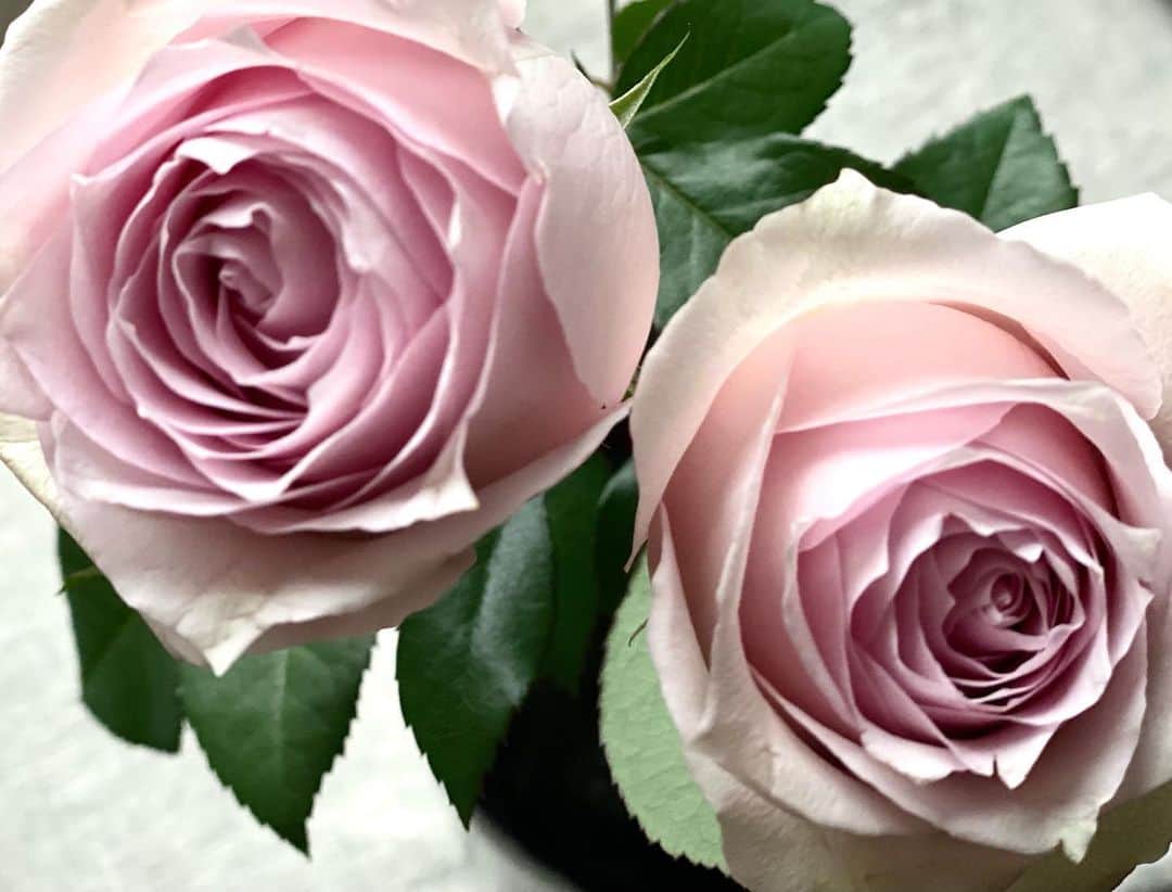 佐藤奈々子さんのインスタグラム写真 - (佐藤奈々子Instagram)「母の日の薔薇 ありがとう❤️」5月14日 23時20分 - nanacosato