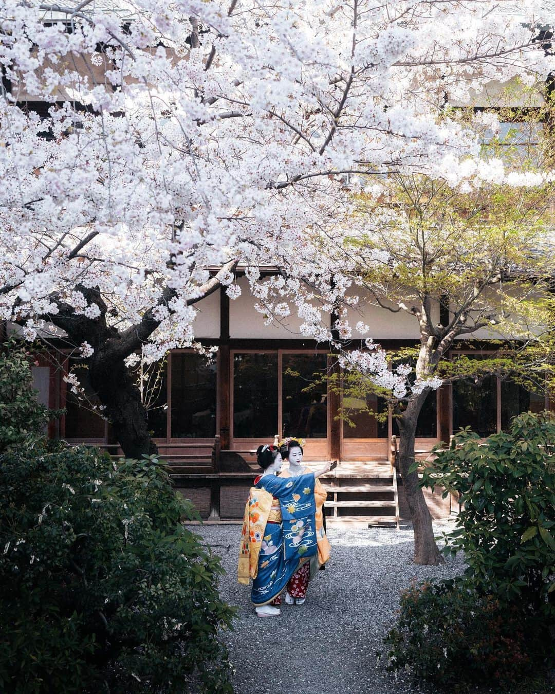 山口功貴さんのインスタグラム写真 - (山口功貴Instagram)「まずは自撮りですね🌸  “I had the pleasure of spending a day with the two and talked about their lives and what made them want to be Maikos. I’ve always thought they were born and raised in Kyoto but most of them come from different parts of Japan, even as far as Hokkaido. It was such a profound experience to be able to see their side of the world and also be able to take photographs of them officially.”  *courtesy of @sonyxperia   1st photo taken with the Sony A7R4 and edited with my signature preset pack.  2nd, 3rd and 4th photo taken with the new #Xperia1V and no post process editing.  @sonyxperia #Xperia1V #takenwithxperia #wowxperia #smartphonephoto  #mobilephotography  #kyoto #geisha  #maiko  #miyakoodori  #japaneseculture  #京都 #都おどり  協力：美の八重, 株式会社実業広告社」5月14日 23時36分 - kohki