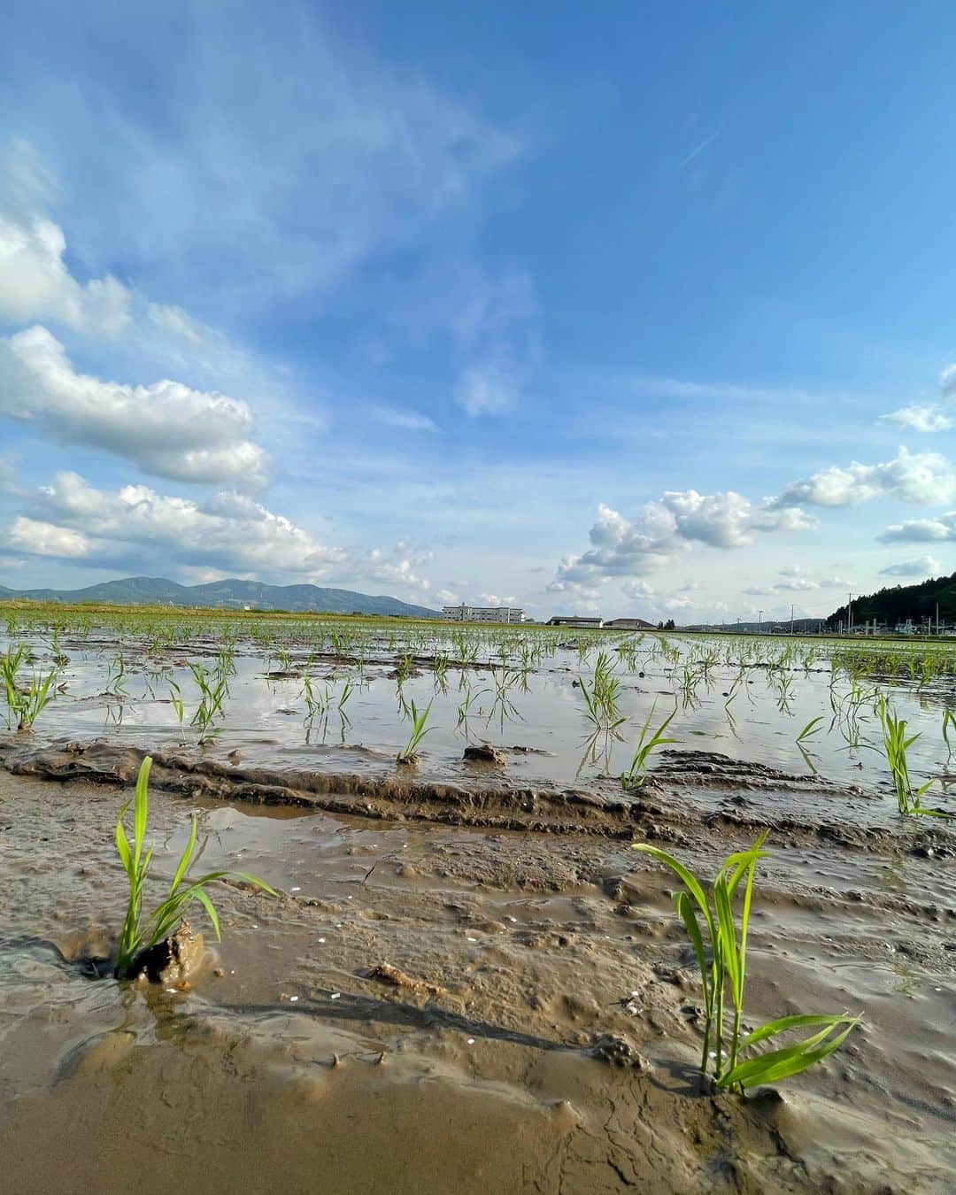 住吉美紀さんのインスタグラム写真 - (住吉美紀Instagram)「田植え2023。無事終了！ Rice planting 2023 is completed!」5月14日 23時51分 - miki_sumiyoshi