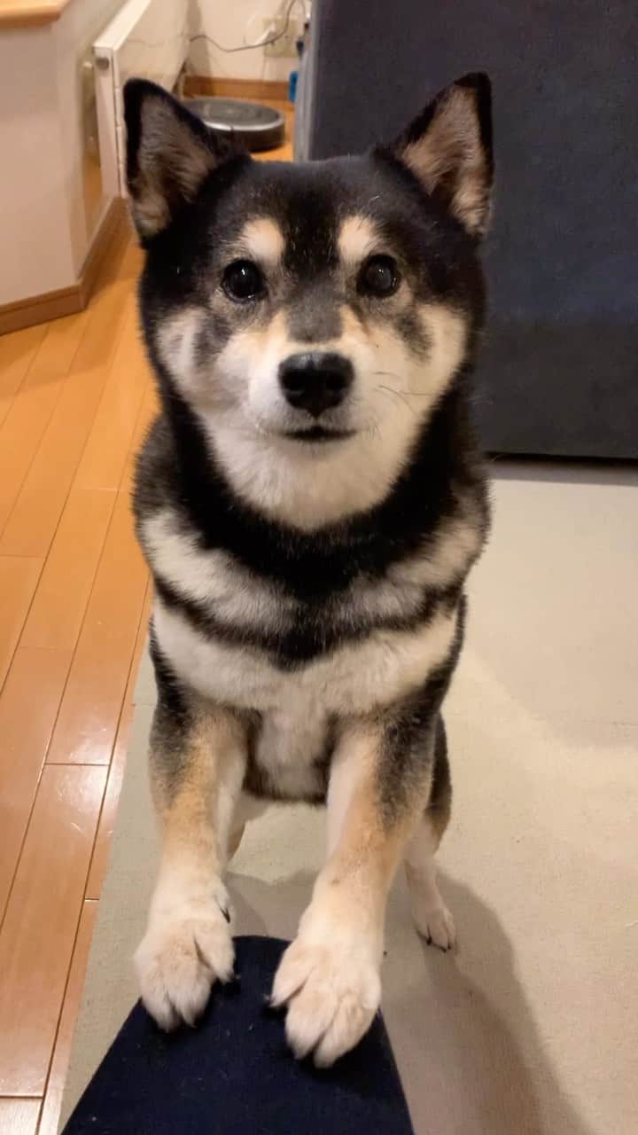 吾子のインスタグラム：「・ ・ ・ ・ ・ お刺身〜🐶❤️ ・ やった✨ ・ ・ ・ ・ ・ ・ ・ ・ ・ ・ ・ ・ ・ ・ ・ ・ ・ ・ ・ ・ ・ ・ ・ #白身魚 #いくらでもたべちゃう🐶❤️ #sapporo  ・ 北海道の柴犬 #柴北会 の皆ワン🐶あったかくなってきたねー ・ #adorable #instadog#shibainu#dog#柴犬ライフ #instashiba#柴犬マニア #9gag #barked #kuroshiba#socute #cutedog#いぬのきもち #黒柴 #dogstagram_japan」