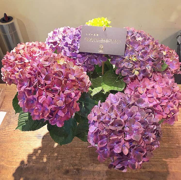 榊山敬代さんのインスタグラム写真 - (榊山敬代Instagram)「💐🙏… ・ 石垣島での記録を 一旦中断しまして  今日は母の日でした 世界中のおかあさま  いつもありがとうございます  今年の母の日は 紫陽花をお届け したのですけど  昨年母の日の贈り物を決めて 数日後お気に入りのお花屋さ んの前を通りましたら珍しい 紫陽花がたくさん並んでいて  紫陽花にすればよかったな〜 と後悔した程母親が好きそう な紫陽花ばかりが並んでいた ので来年は紫陽花にしようと  決めて今年を楽しみにしてました そして母の日が近づく頃のぞきに 行きますと数店しか並んでなくて  エ⁈と残念なひとコマでしたが こりずに今週のぞいてみますと ガヤガヤとたくさん並んでいて  よかった〜と安堵しながら ひとめぼれしました紫陽花 は紫式部という名前も美し い紫陽花と目が合いまして ママに似合いそうな紫陽花 にまよわず贈ることに決定  ただ今日の１４日ですと 見頃が過ぎてしまうので 一足先にお届けした方が 良いとのお店の方のアド バイスをいただきまして  一足先に紫陽花をお届けしたのでした  紫陽花が届く頃 母親よりお礼の 電話と共に早速 お庭へ植えたい とのイメージを 聞いてうれしく 感じるアイデア  また今まで知らなかったのですが 妹は紫陽花を母の日にプレゼント していたそうで今は妹がプレゼン トしてきた紫陽花でお庭が華やか に咲いているとのことでなんだか 心あたたかくなる景色なのでした  このような背景もありまして 今年から私の紫陽花さんもお 花が好きな母親のもとに嫁ぐ ことができて実家の仲間入り になれる光景に紫陽花さんも  喜んでいるだろうなぁと まぶしく感じるのでした  画像はお花屋さんで記録させて いただいた紫陽花さんですが店 内が落ち着いた照明でしたので 印象が落ち着いていますけれど ２枚目の母親から送ってくださ いました応接間に飾られた紫陽 花さんは明るく華やかな印象に お家にもピッタリな感じでした  最初は玄関の花台に飾りたかった そうですが大きすぎて乗らなかっ たので応接間でとりあえず飾って くださったようですがインテリア の色合いと合ってよかったなの巻  最後に母親をはじめ世の中のお母さ まへいつもありがとうございます🙏  #mothersday #いつもありがとう #感謝 #thankyou #紫陽花 #お花 #flower #beautiful #贈り物 #日本画家 の #母の日 #最近ついてる #毎日がスペシャル #人生一度きり #人生楽しもう #人生思い出づくり #人生は素晴らしい #紫陽花紫式部」5月15日 0時05分 - sakakiyamatakayo