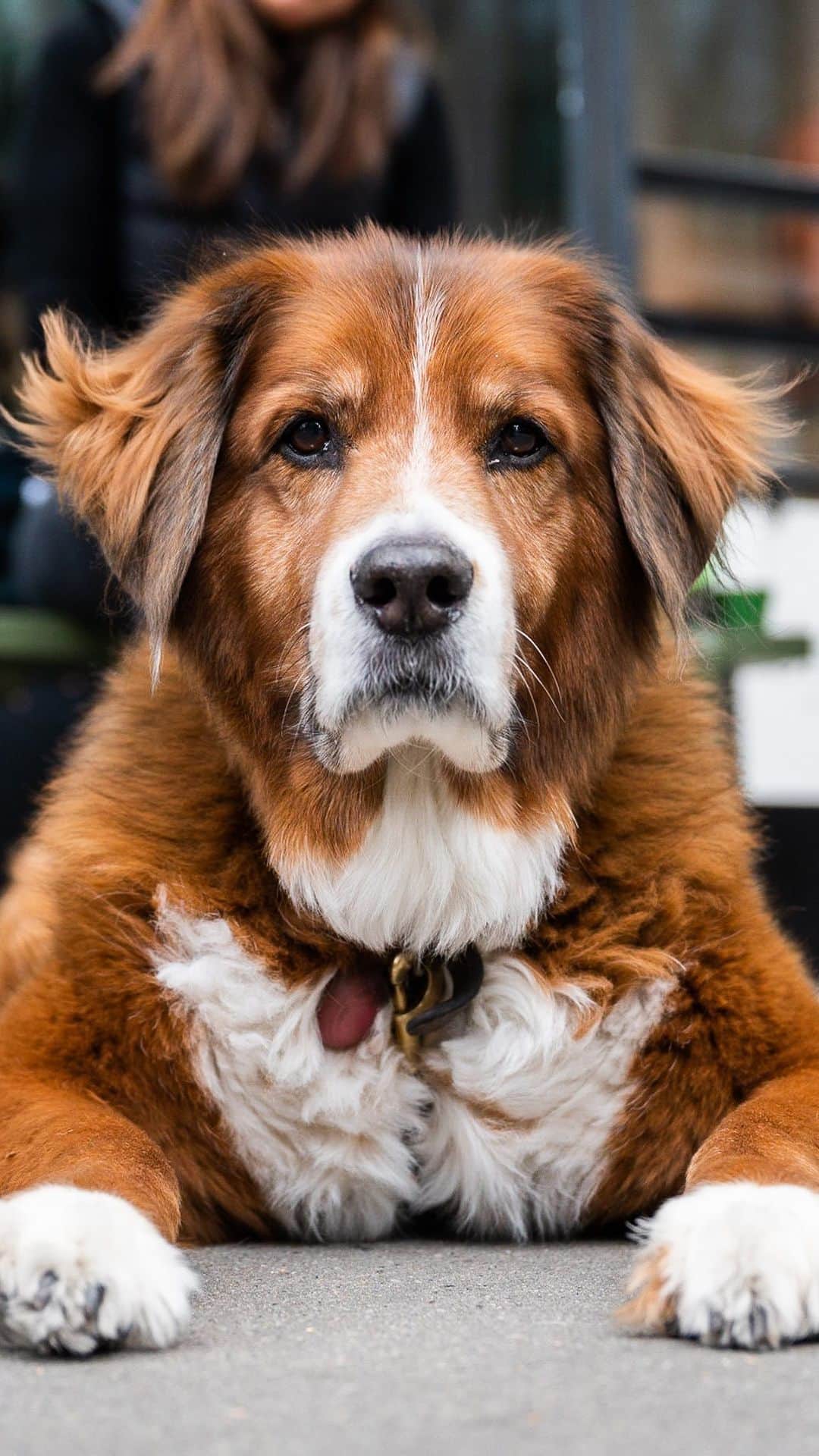 The Dogistのインスタグラム：「Toby, mix (13 y/o), 19th & 10th Ave., New York, NY • “He’s so good. He doesn’t steal food… well, he stole a stick of butter once. We love when people say he looks like he has Toller in him – he has Chow Chow, but he doesn’t officially have Toller in his genetics. He’s a rescue – he was on the streets of South Carolina. We were rejected three times because we both work full time, but he came through, and so he came to work with us.”  Do you think Toby looks like he could have some Toller in him (Nova Scotia Duck Tolling Retriever)?」