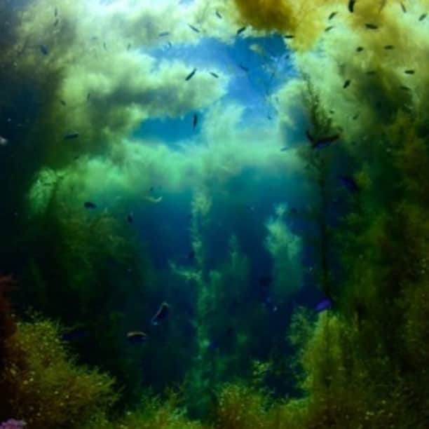 diversgakuen2016のインスタグラム：「浅瀬を彩る海藻の森✧˙･*⋆  井田の浅瀬は春先からホンダワラが生え、初夏をピークに大きく成長します。 その一面ホンダワラの光景を刈りこんで水路を作ったのがこの光景です。 まるで、迷路みたい。  この水路の中を泳いでいると、海の中に潜っているのに森の中にいるような感覚。 海藻の隙間から入る木漏れ日に眩しさを感じる、不思議な光景です。  ▶︎▶︎▶︎全体画像はフィードへ  Photo by 茂野優太👉@yuta3822 📍井田  𓈒𓈒𓇼Pick up!𓇼𓈒 ▼初夏の西伊豆・井田で新たな写真を求めて▼ https://scuba-monsters.com/ita_202206/  𓇼𓆛𓆜𓆝𓆞𓆟𓇼𓆛𓆜𓆝𓆞𓆟𓇼  Scuba Monsters（スクーバモンスターズ） https://scuba-monsters.com/ フィードでギャラリー展開中𓆉𓈒𓏸  𓇼𓆛𓆜𓆝𓆞𓆟𓇼𓆛𓆜𓆝𓆞𓆟𓇼  #スクモン #diving #scubadiving #underwaterphoto #ocean #japan #海 #水中写真 #自然写真 #ダイビング #スキューバダイビン #ダイビング好きな人と繋がりたい #世界の絶景 #絶景スポット #静岡県　#西伊豆　#井田　#海藻」