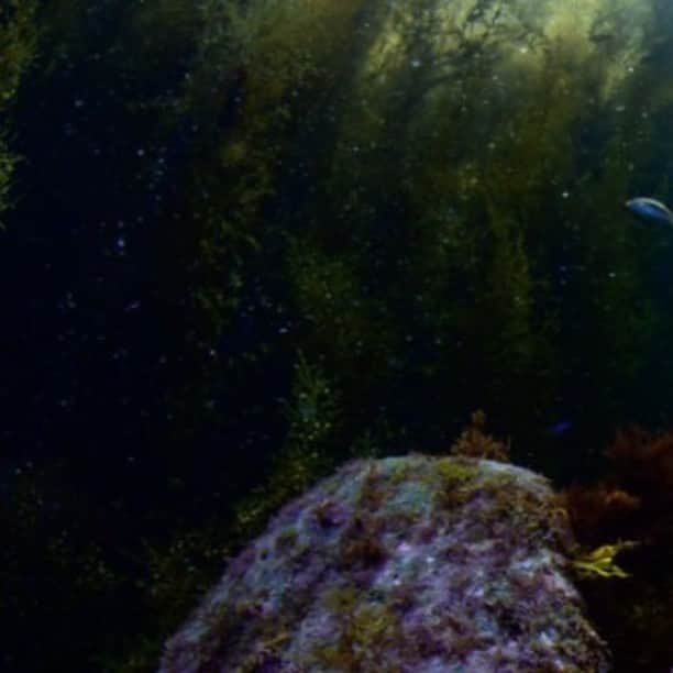 diversgakuen2016さんのインスタグラム写真 - (diversgakuen2016Instagram)「浅瀬を彩る海藻の森✧˙･*⋆  井田の浅瀬は春先からホンダワラが生え、初夏をピークに大きく成長します。 その一面ホンダワラの光景を刈りこんで水路を作ったのがこの光景です。 まるで、迷路みたい。  この水路の中を泳いでいると、海の中に潜っているのに森の中にいるような感覚。 海藻の隙間から入る木漏れ日に眩しさを感じる、不思議な光景です。  ▶︎▶︎▶︎全体画像はフィードへ  Photo by 茂野優太👉@yuta3822 📍井田  𓈒𓈒𓇼Pick up!𓇼𓈒 ▼初夏の西伊豆・井田で新たな写真を求めて▼ https://scuba-monsters.com/ita_202206/  𓇼𓆛𓆜𓆝𓆞𓆟𓇼𓆛𓆜𓆝𓆞𓆟𓇼  Scuba Monsters（スクーバモンスターズ） https://scuba-monsters.com/ フィードでギャラリー展開中𓆉𓈒𓏸  𓇼𓆛𓆜𓆝𓆞𓆟𓇼𓆛𓆜𓆝𓆞𓆟𓇼  #スクモン #diving #scubadiving #underwaterphoto #ocean #japan #海 #水中写真 #自然写真 #ダイビング #スキューバダイビン #ダイビング好きな人と繋がりたい #世界の絶景 #絶景スポット #静岡県　#西伊豆　#井田　#海藻」5月15日 13時03分 - scubamonsters