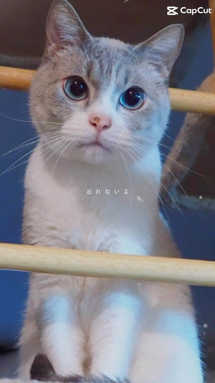 Toypoodle Mikuru?Asakusa Tokyoのインスタグラム：「バイバイふく。またね。  20230512永眠」