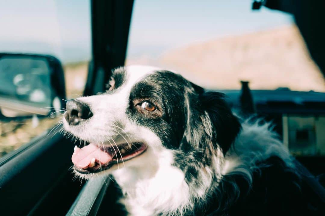 sorayuchiのインスタグラム：「・ ディフェンダーの助手席はマメの指定席🐶  中型犬用の大きなゲージも座席に置けちゃうし、ディフェンダー最高🚗♡  ただ、22kgのマメが乗ると体重で人が乗っていると判断され『シートベルトしてください』の警告音が鳴ります🤣笑 マメもシートベルトもちゃんと着用🐶  みんなでお出かけがさらに楽しくなりました(*´꒳`*)  #ディフェンダー110 #difender #difender110 #igersjp #igersoftheday #huntgramjapan #tokyocameraclub #東京カメラ部　#japan #日本　#関西　#兵庫　#hyogo #神戸　#写真好きな人と繋がりたい　#カメラ好きな人と繋がりたい　#写真撮ってる人と繋がりたい　#instagram #instagramjapan #leica #ライカ　#ボーダーコリー　#犬のいる暮らし」