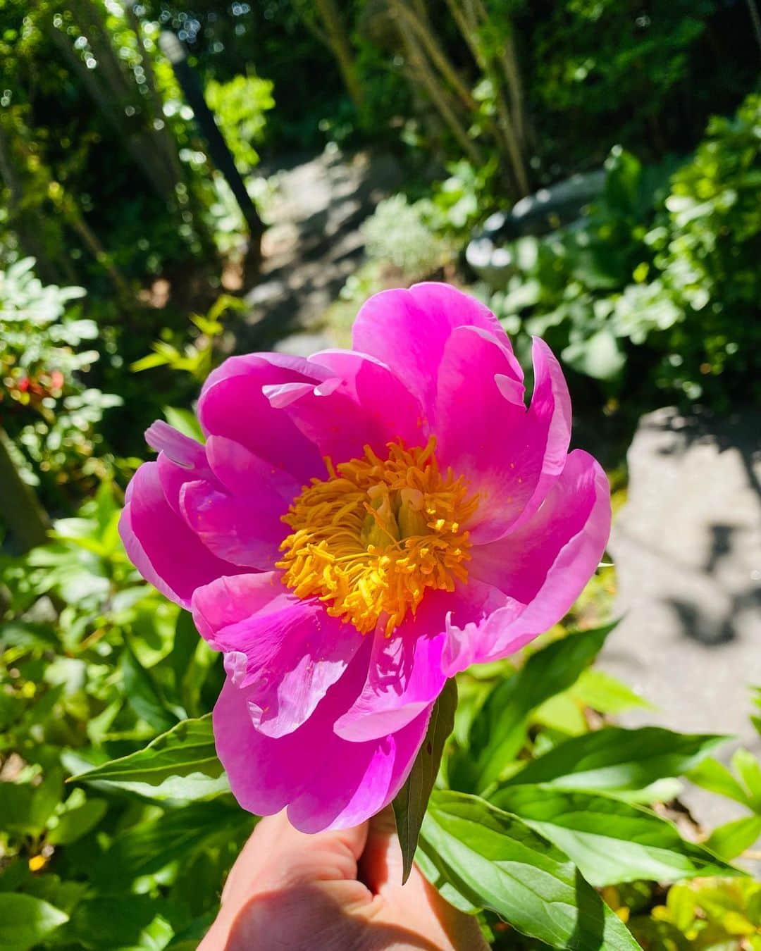 西川忠志さんのインスタグラム写真 - (西川忠志Instagram)「鮮やか  庭の花です。 名前がわからない😅 目が覚めるピンク色 元気をもらえますね！  そして皆様、母の日にも沢山のメッセージを頂戴致しまして ありがとうございました🙇‍♂️  では本日も京都へ。 千穐楽。  感謝 西川忠志」5月15日 11時56分 - nishikawa_tada