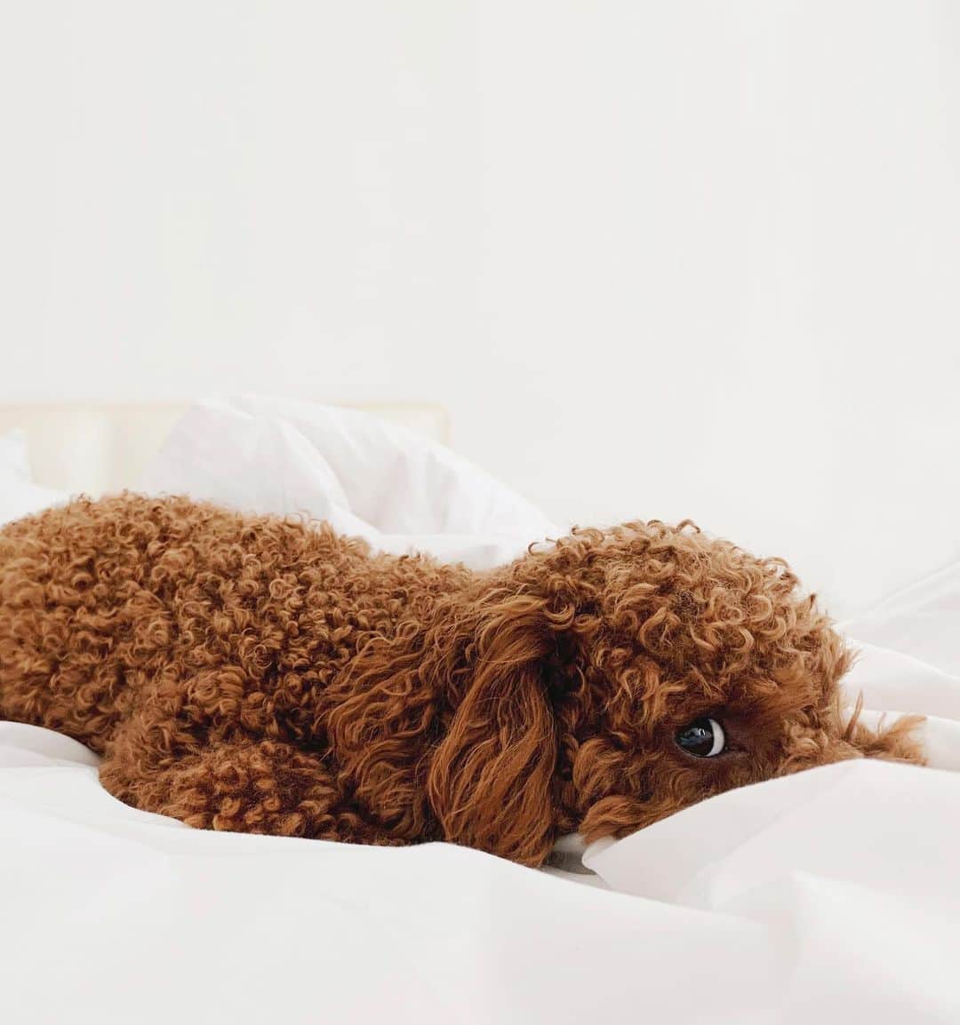 のインスタグラム：「雨降り月曜日🌧 天気が悪い日はずっとベッドでゴロゴロしているうちの犬。 人間だってそうしたい🛌😂  #rainyday」