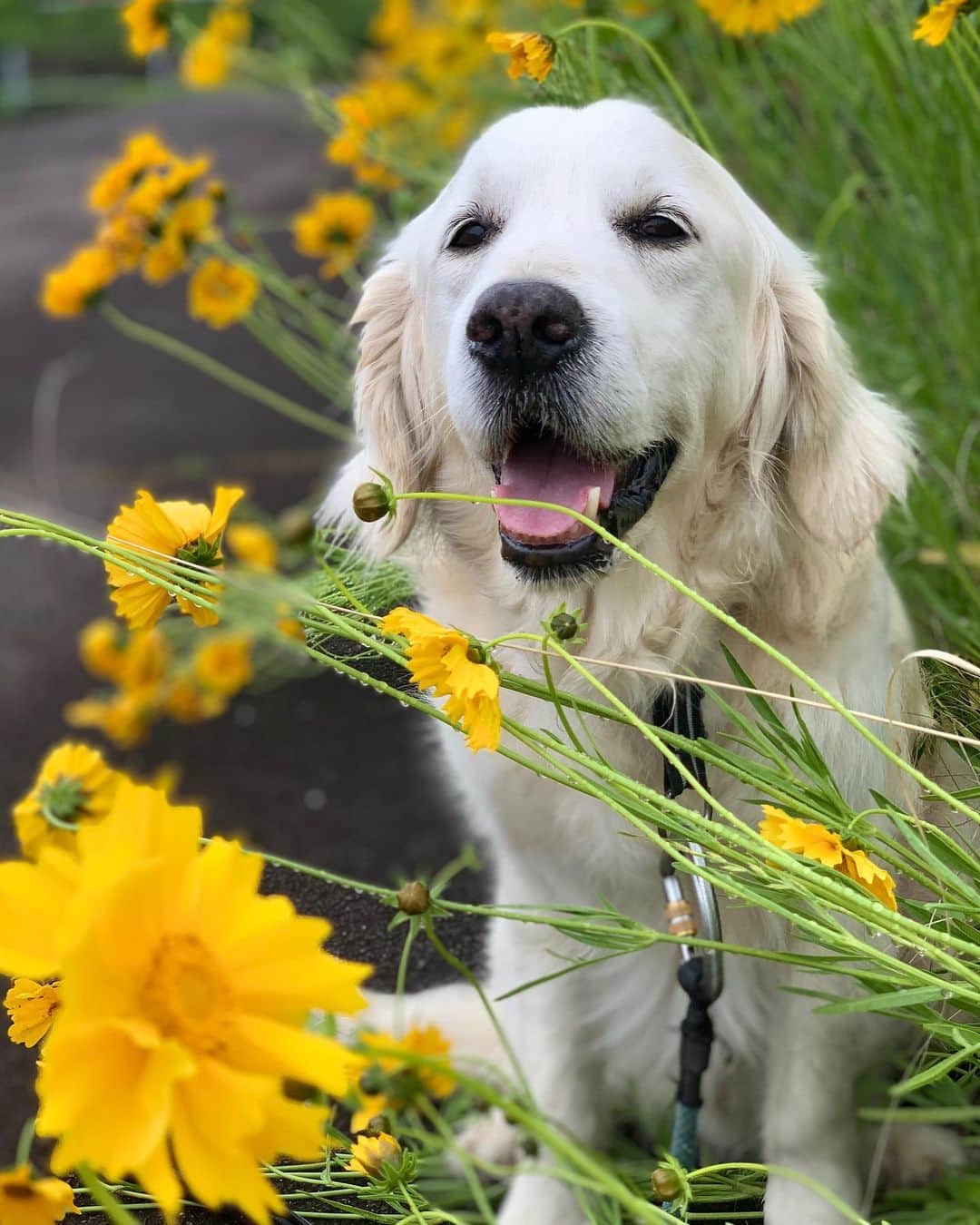 P太郎ママさんのインスタグラム写真 - (P太郎ママInstagram)「今日のブロマイド。 #花と犬  #オオキンケイギク #特定外来生物  まぶしいほどの黄色。 めっちゃ華やか… でも、咲いてちゃあかん花。 丁寧に根っこごと引っこ抜いて歩く方のおかげで、 急激に姿を消しつつある。 今のうちに、 たくさん写真撮っておこーーっと。」5月15日 12時18分 - ptarodada