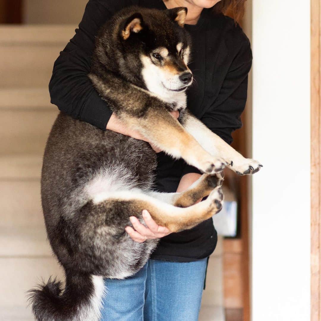 BlackRed shibasのインスタグラム：「Yamato put on weight.😬 最近重いなぁと… 思ったら…  お太りになられたようで😂  昨日の一枚 ママさんが抱っこすると 一段と大きく見える😆 . . .  #2023yamato #柴犬 #shiba #shibainu #dog #rescuedog #rupinasu卒業犬 #rupinasu  #黒柴犬 #cute #元保護犬 #rescuedogs #japan #japandog #元保護犬今は過保護 #lovely #cute #cutestdog #awesomeanimals #mrdog #dogofthaday」