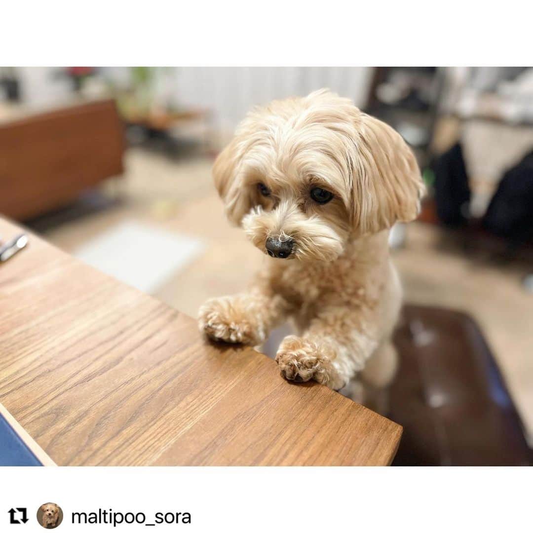 【公式】いぬのきもち・ねこのきもちのインスタグラム：「#Repost @maltipoo_sora さんのソラくん。  大好きな焼き芋🍠が目の前に👀  くれるかなぁ❓ くれるかなぁ❓ 食べたいなぁ 美味しそうだなぁ😍  ハッシュタグ #いぬのきもち #ねこのきもち に投稿いただいた可愛い写真をご紹介しています！ 「いぬのきもちWEB　MAGAZINE」、「ねこのきもちWEB MAGAZINE」でもご紹介させていただくことも！  -------------------  .  #いぬ #いぬすたぐらむ #いぬのいる暮らし #いぬのきもち #いぬ好き #犬 #犬好きさんと繋がりたい #犬のいる生活 #犬と暮らす #犬好き #dog #dogsofinstagram #dogstagram  #mix犬  #マルプー」