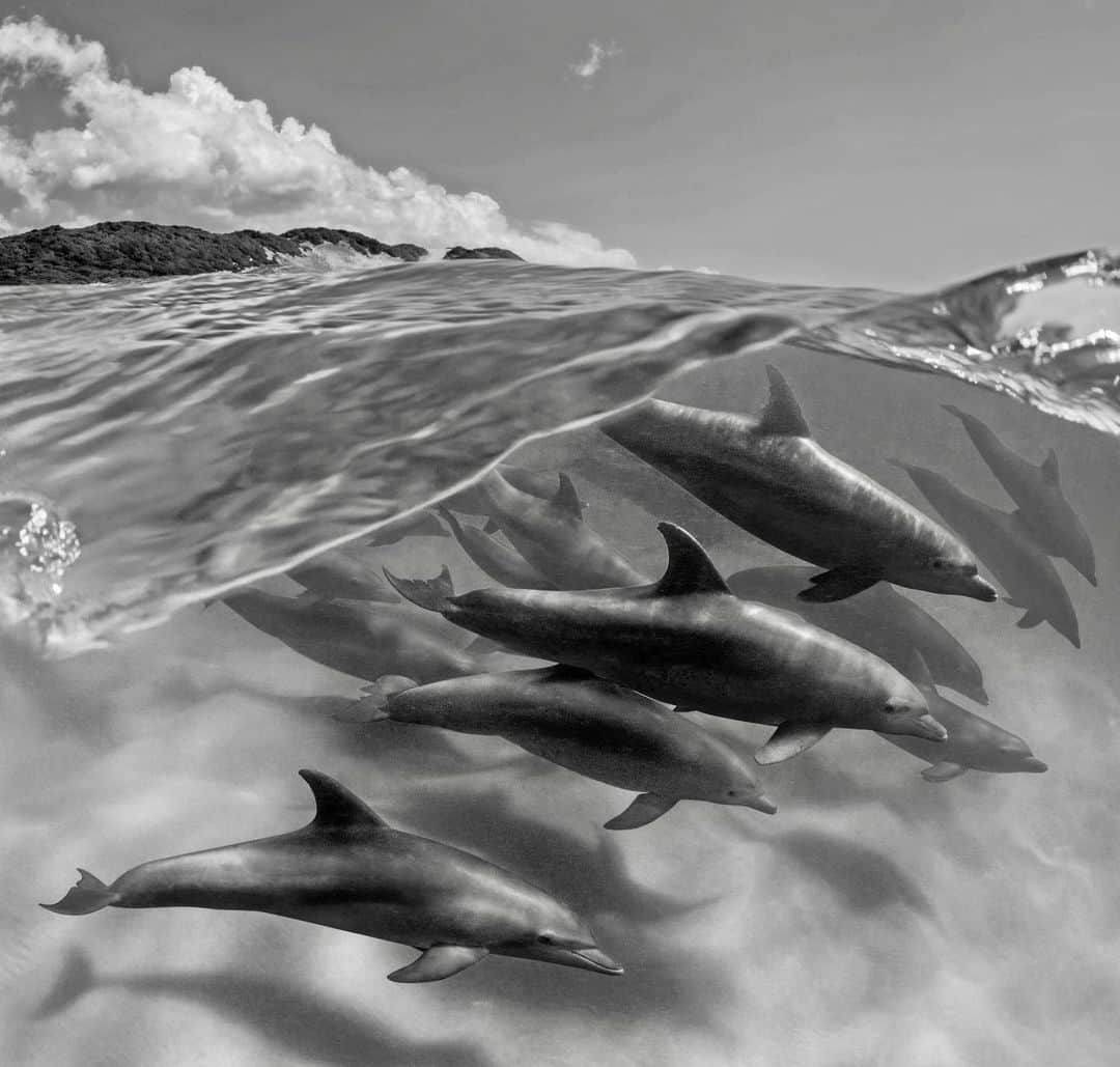 Thomas Peschakのインスタグラム：「Getting photographs of Indo-Pacific bottlenose dolphins off southern Mozambique’s Ponta Do Ouro marine reserve was a wee bit tricky. To make this image I had to swim into the surf zone and repeatedly free dive under breaking waves. Exact timing and a healthy dose of good fortune meant the difference between getting the shot or getting pounded by the surf. This was originally a color photograph and only recently did I come to appreciate its qualities as a black and white image. Photographed on assignment for @natgeo in collaboration with @anacconservacao #africa  #Mozambique #dolphin #surfinglife #pontadoouro」