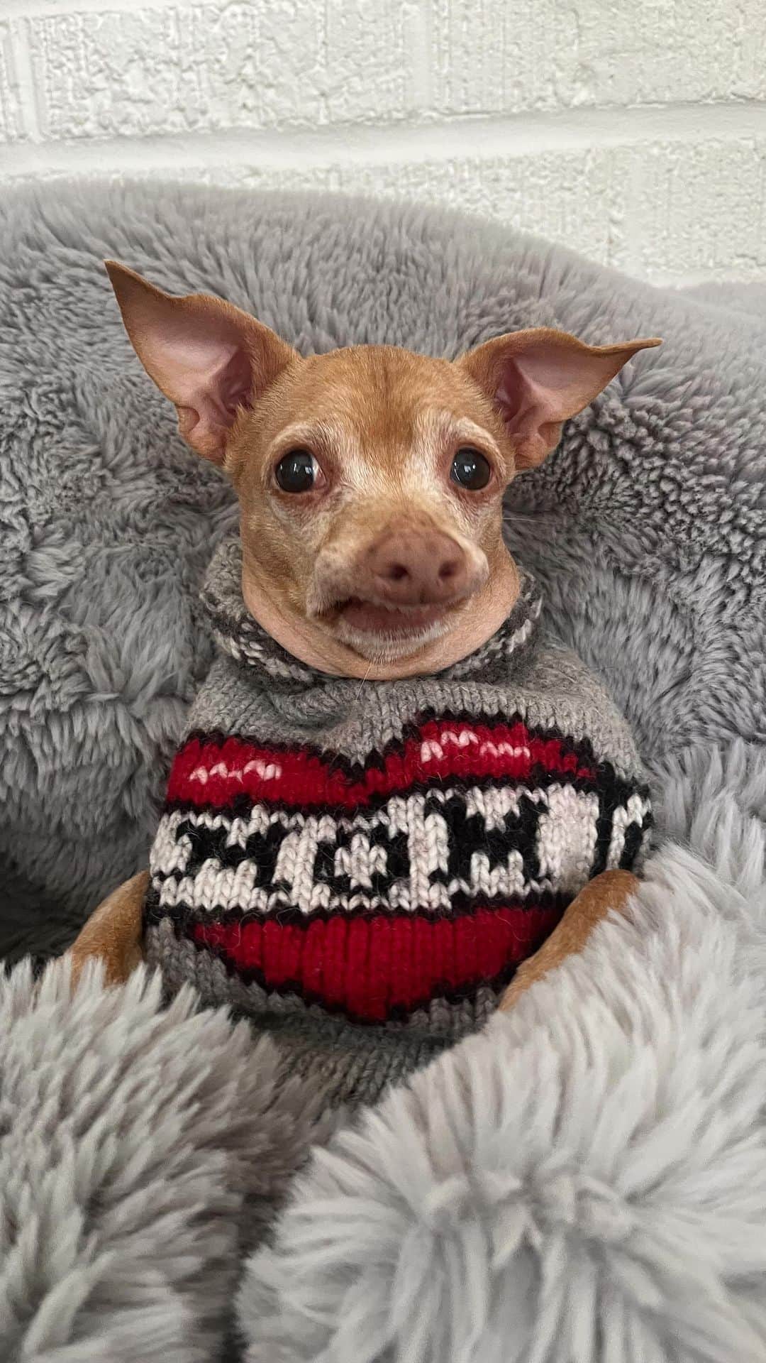 Tuna {breed:chiweenie} のインスタグラム：「He confirmed my suspicions. Don’t tell the others. 🤫 #happymothersday」
