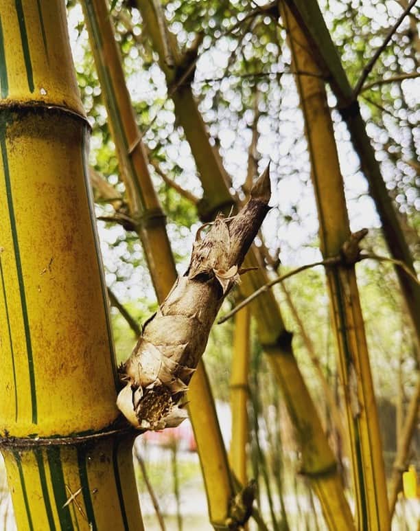竹虎さんのインスタグラム写真 - (竹虎Instagram)「アジア太平洋ソーシャルイノベーションサミットの会場で見つけた亜熱帯らしいエキゾチックな竹。金色の竹肌に緑のラインが鮮やかな金明竹が目を引く。まず節間が極端に短い、金明竹は伐採してしまうと、この色合いは無くなってしまうので細工用の竹材ではないものの、仮に竹ヒゴに取って籠でも編みたいと思っても無理だろう。更に不思議なのは節の部分に筍のようなものが生えているのだ。さすが世界に1300種もあると言われる竹は奥が深い。 . #竹虎 #虎斑竹専門店竹虎 #山岸竹材店 #竹虎四代目 #TAKETORA #キンメイチク #bamboo #bamboocraft #虎竹 #真竹 #青竹 #淡竹 #白竹 #晒竹 #孟宗竹」5月15日 5時41分 - taketora1894