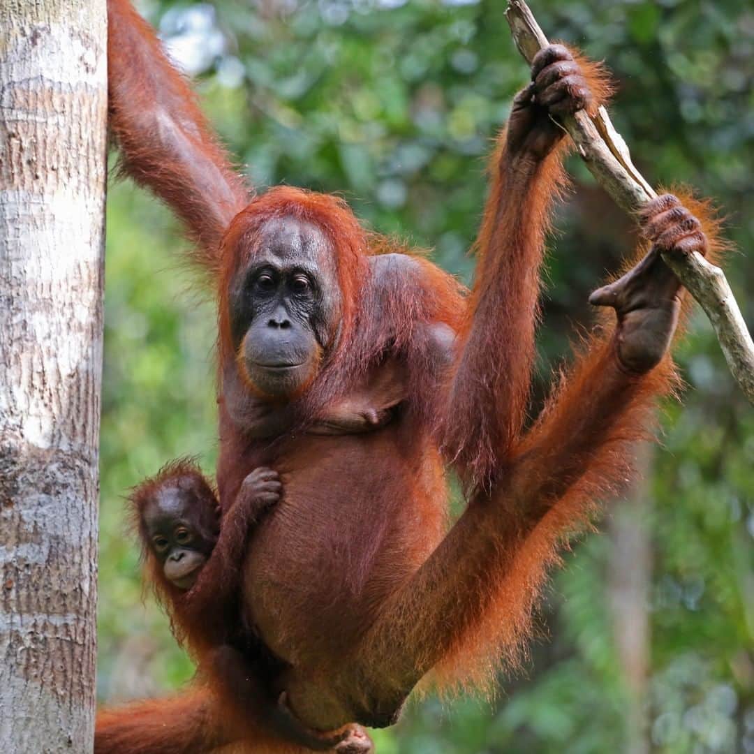 アニマルプラネットさんのインスタグラム写真 - (アニマルプラネットInstagram)「Meet one of the amazing moms of the animal kingdom: the Orangutan!  This mother will carry her baby by piggyback for around 2 years! Not only will she feed and transport the infant, but also teach them important survival lessons.  #MothersDay #MomsRule #Animals #Wildlife #Photography #HappyMothersDay」5月15日 5時49分 - animalplanet