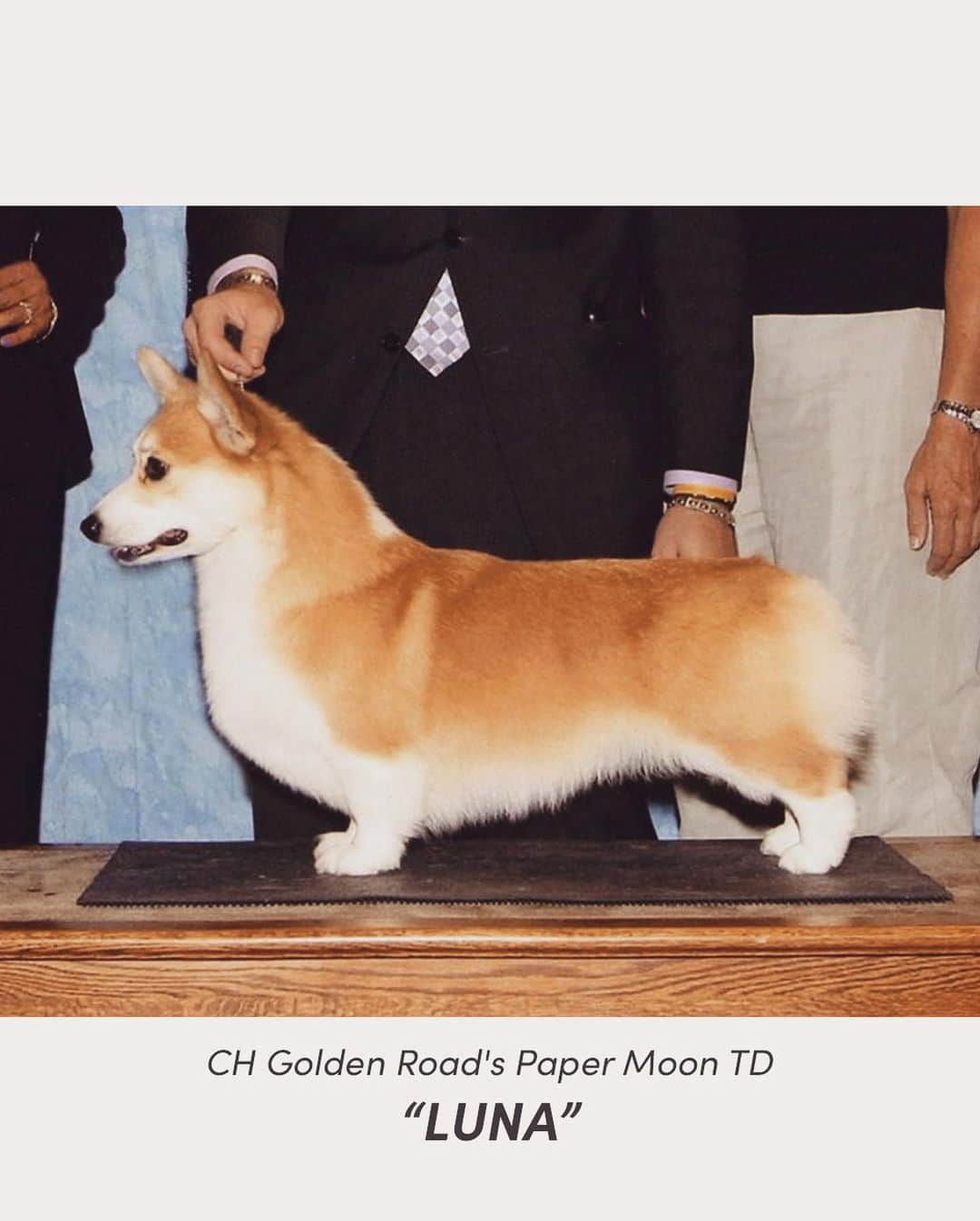 Geordi La Corgiさんのインスタグラム写真 - (Geordi La CorgiInstagram)「Happy Mother’s Day to all the moms & dog moms! 💛 (swipe to see Geordi’s mom Luna 🌈 and Scotty’s mom Ella)」5月15日 6時25分 - lacorgi