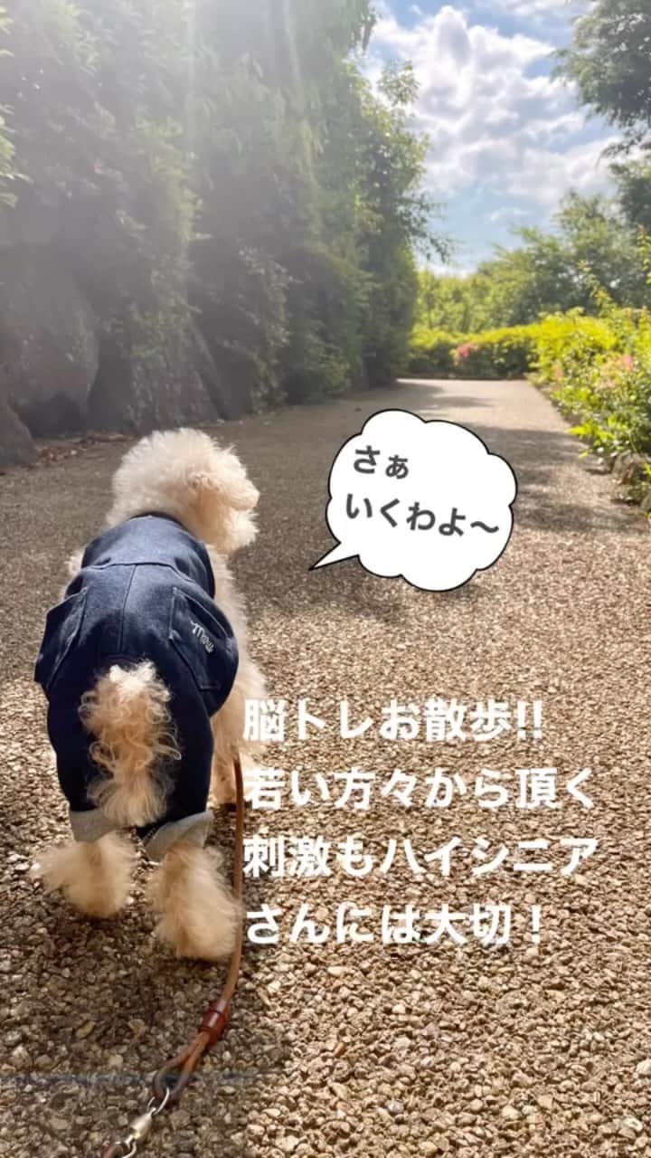 のインスタグラム：「🐶 どーぞどーぞ！ どーもどーも！  ハイシニアさんの脳トレ散歩🫶 若いお友達から頂く刺激が 何よりでございまる♪  みなさんありがとうございます🙇‍♀️  #いぬすたぐらむ#わんすたぐらむ#今日のわんこ#ハイシニア犬#シニア犬 #シニア犬との暮らし #instadog#fluff#dogstagram #トイプードル#toypoodle#ワンコ#幸せお届け隊#ふわもこ #ハッピードッグライフ」