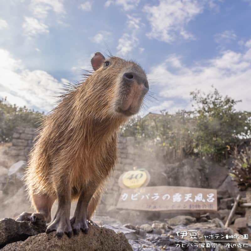 渡辺克仁さんのインスタグラム写真 - (渡辺克仁Instagram)「おはようございます。  #カピバラ #水豚 #capybara #おはよう」5月15日 7時00分 - katsuhito.watanabe