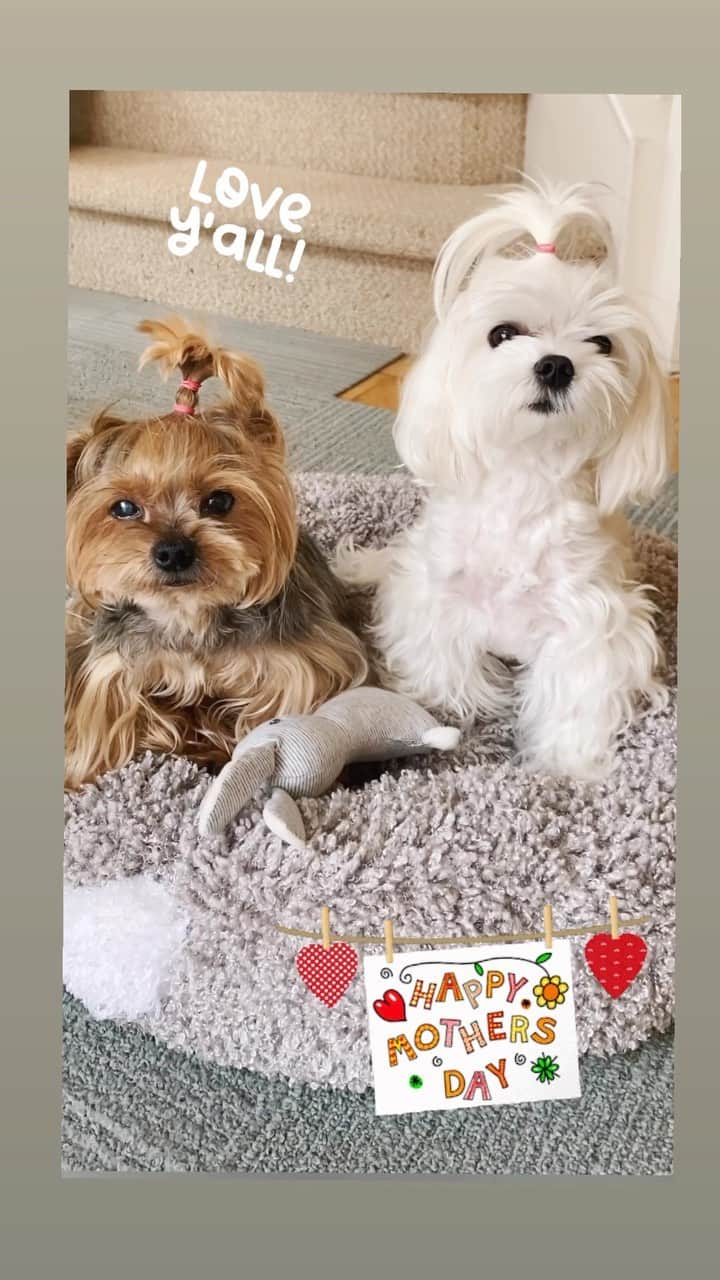 Kodie Bearのインスタグラム：「🌷Happy Mother’s Day to all Moms ! We love you all🌷. Kodie and Somie are doing perfect 👍🏻」
