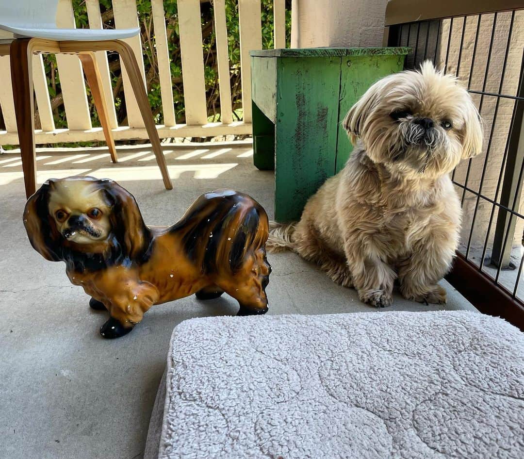Dougie the Shih Tzuのインスタグラム：「Are you my mother?」