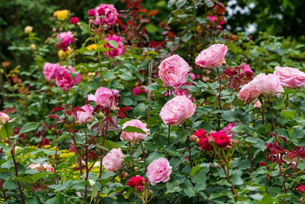 プンクマさんのインスタグラム写真 - (プンクマInstagram)「いよいよ薔薇の季節。 #ドリプレローズガーデン #薔薇の森 #写真」5月15日 7時38分 - pnkm913