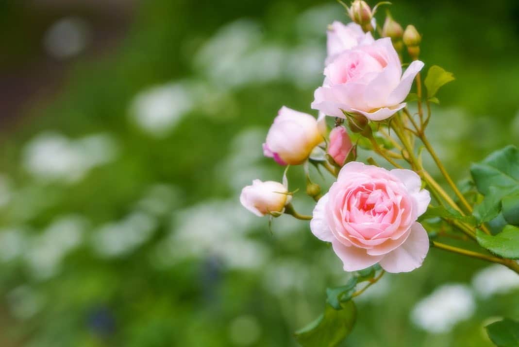 プンクマさんのインスタグラム写真 - (プンクマInstagram)「いよいよ薔薇の季節。 #ドリプレローズガーデン #薔薇の森 #写真」5月15日 7時38分 - pnkm913