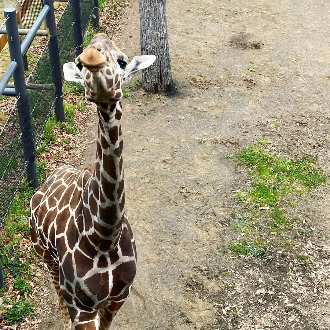 我謝レイラニのインスタグラム：「帰る前に時間があったから〜動物園🦒＋北海道神宮へ⛩ 前回もここ来たんだけど、閉園時間のことすっかり忘れてて‥足早に回ったから、今回はゆっくり回ってみたよ🦏🐘🦭 動物もたくさんいてめちゃんこ癒されたぁ(* ˘ ᵕ ˘*) 去年も同じ時期にお世話になった、北海道神宮でおみくじ引いたら、大吉でした✌︎('ω'✌︎ ) ご利益ありますように🙏🏻 今回の北海道旅行中‥東京はバケツをひっくり返したよーな土砂降りの大雨だったみたいだから〜かなりラッキーだったみたい(*´罒`*)晴れ女かな？☀️ 北海道広いから〜今度は函館とか、ニセコにも行ってみたいなぁ٩(ˊᗜˋ*)و #北海道旅行 #円山動物園 #北海道神宮 #北海道はまだ春だった 🌸」